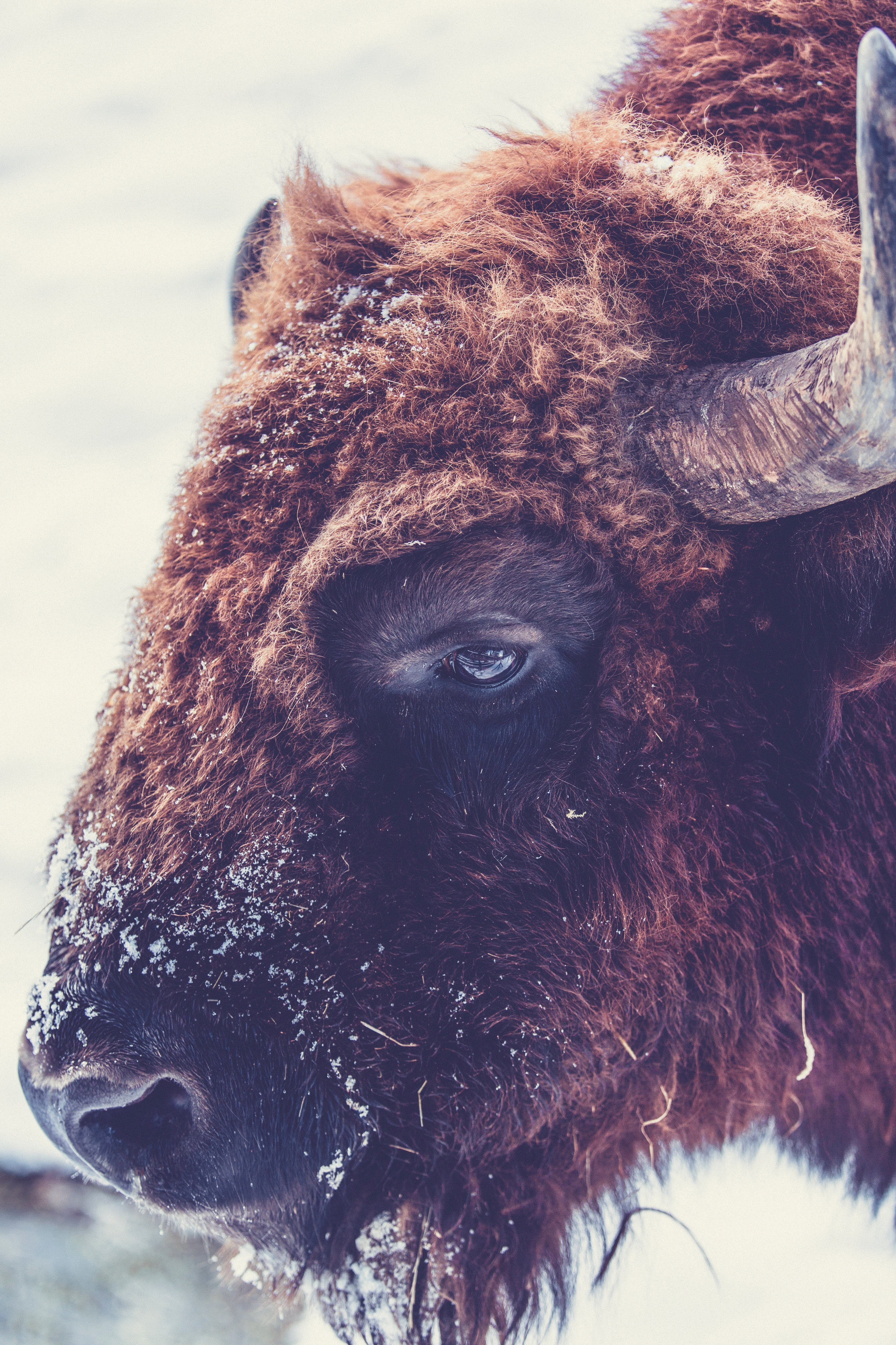 bison with horns and snow under his snout staring down at a snow covered ground, bison in the winter 4k, Phone HD Wallpaper