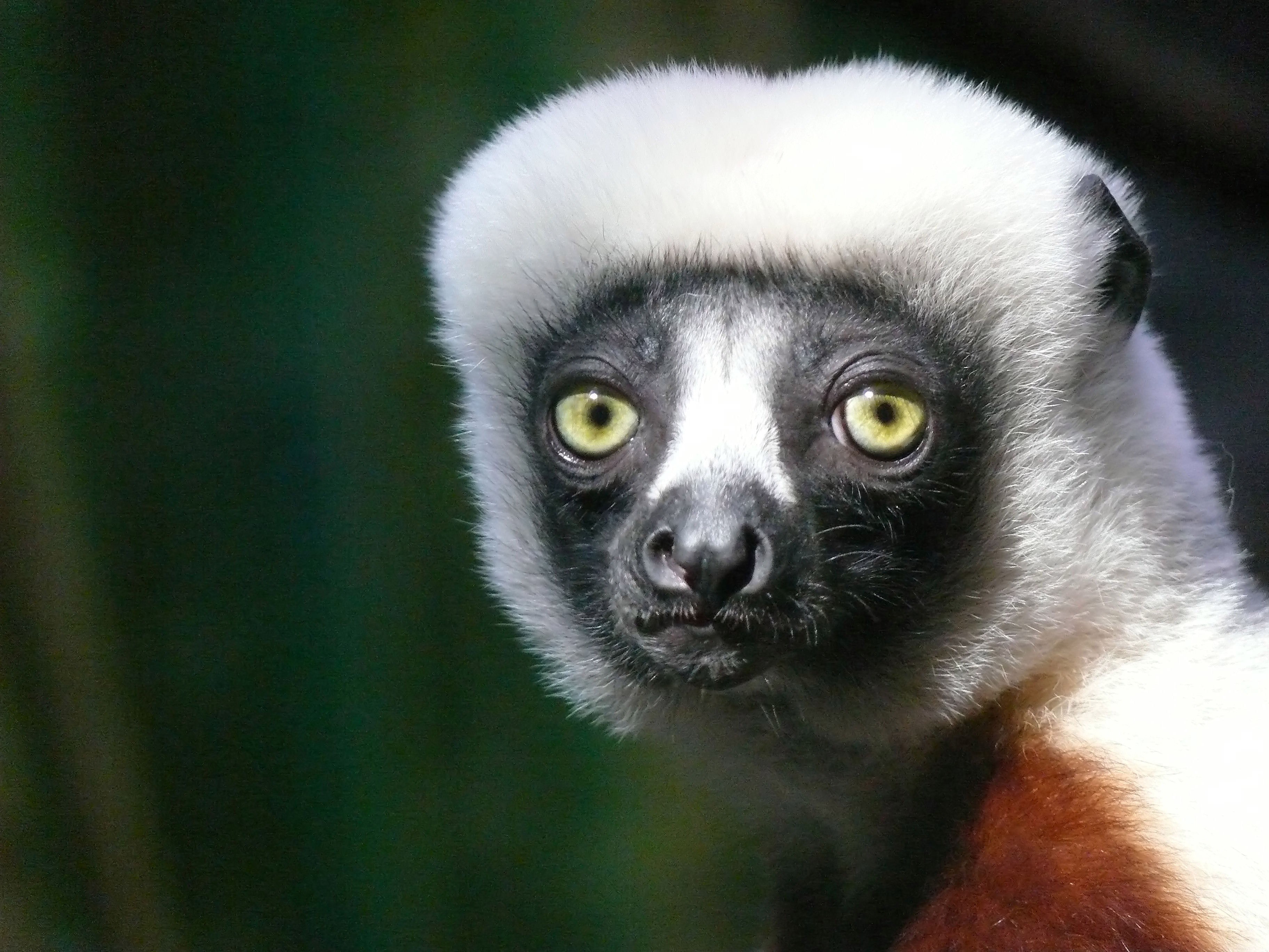 macro of a lemur caught in the light with a dark background, lemur 4k, HD Wallpaper