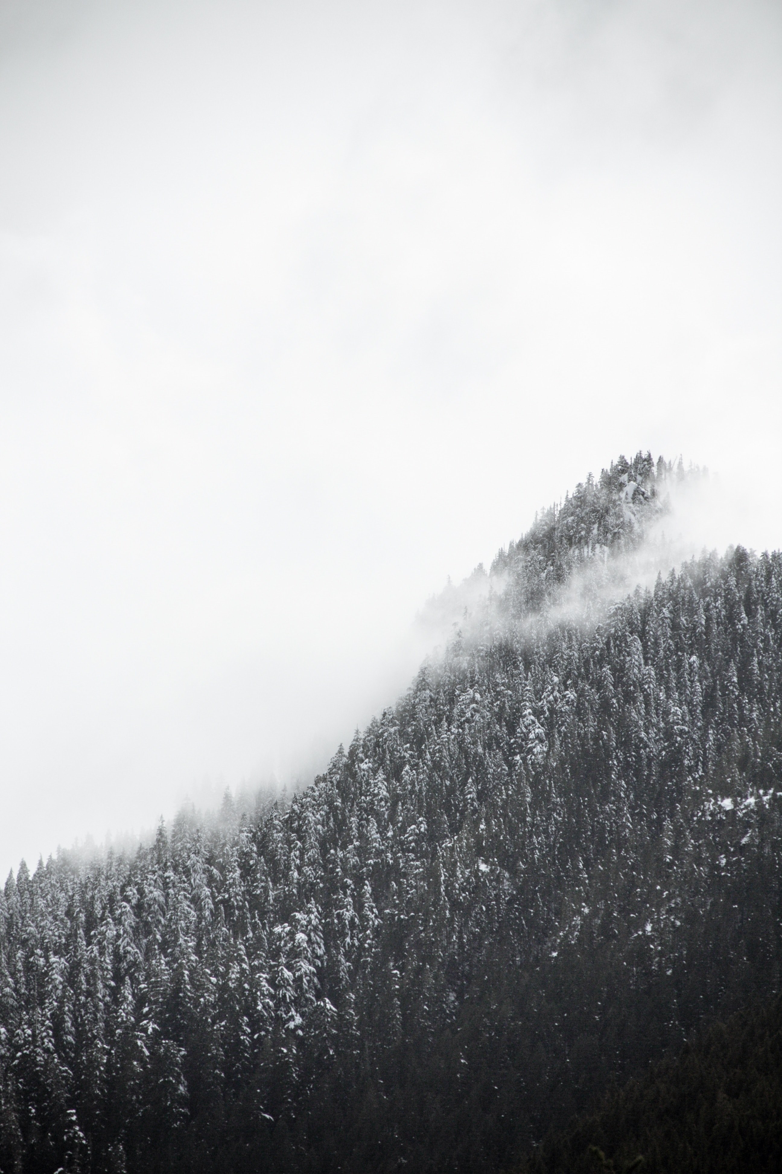 snowy trees on a mist wreathed mountain slope, silver mountain slope 4k, Phone HD Wallpaper