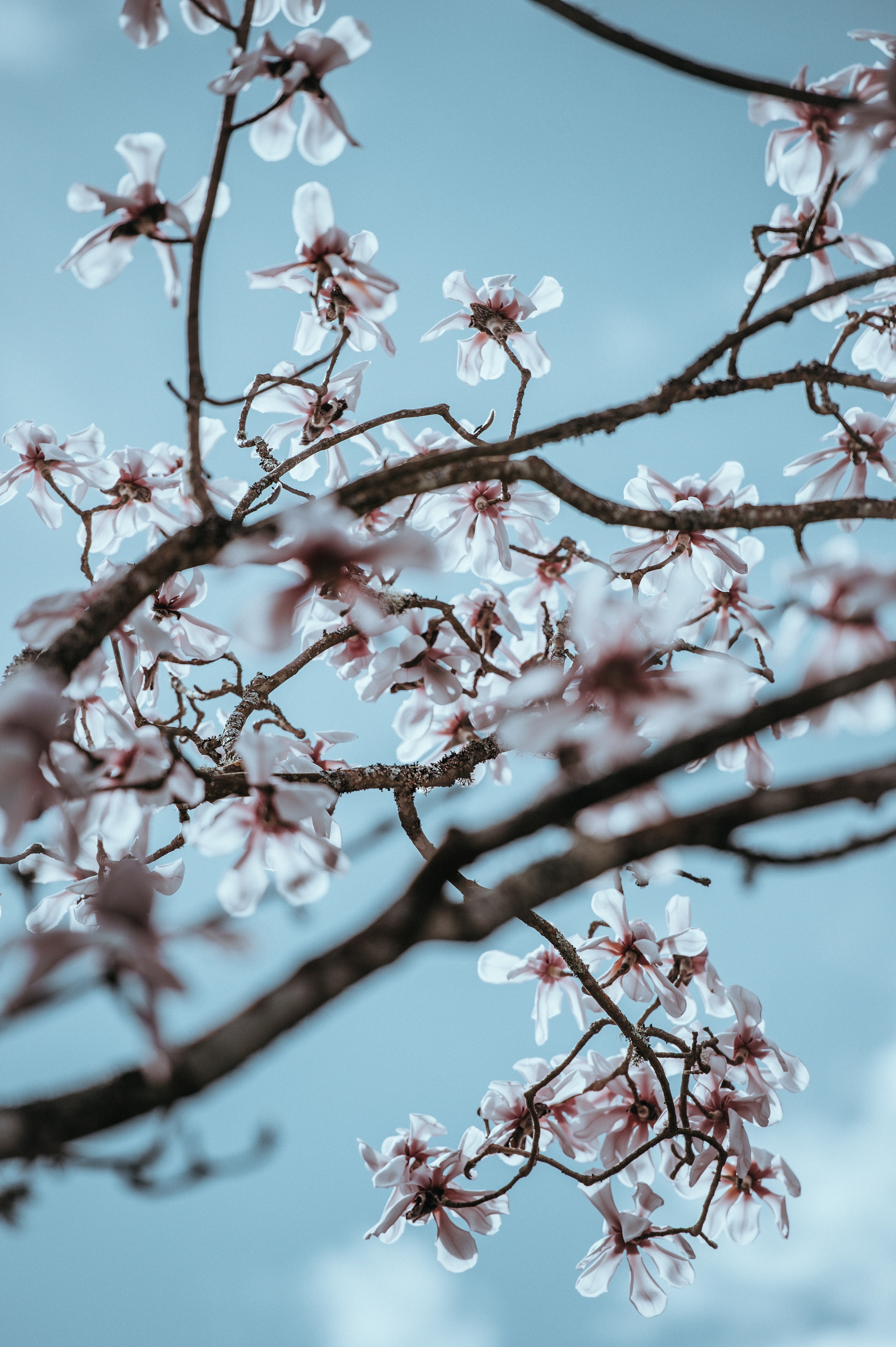 magnolia blossom 4k, Phone HD Wallpaper