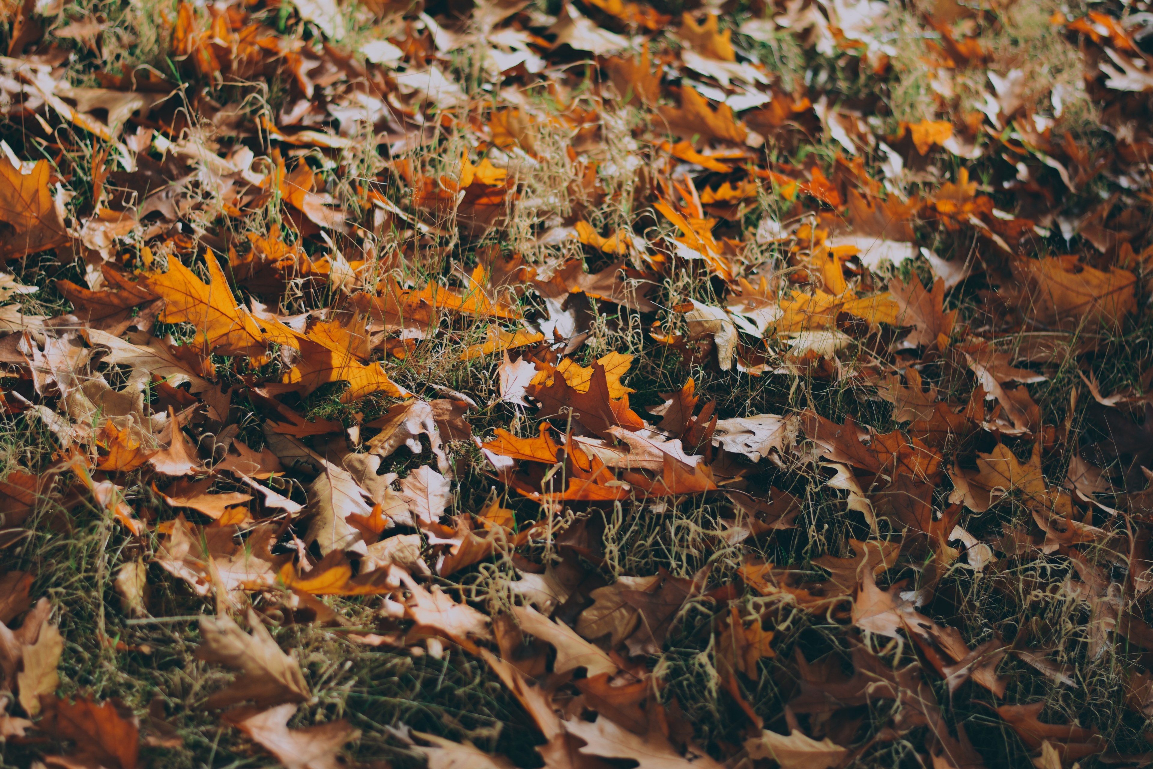 autumn grass fall and oak leaf 4k, HD Wallpaper