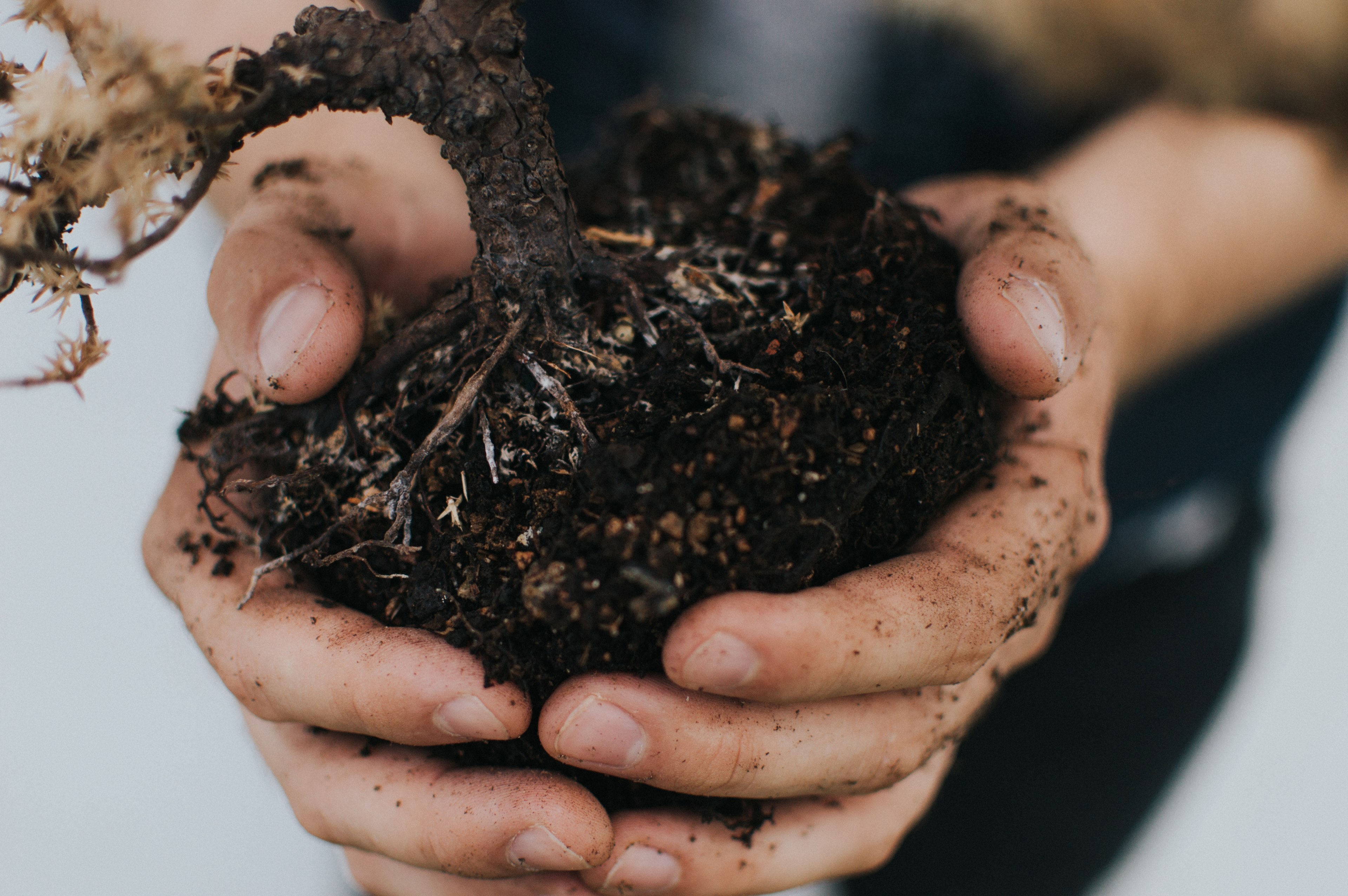 hands dirt soil and root 4k, HD Wallpaper