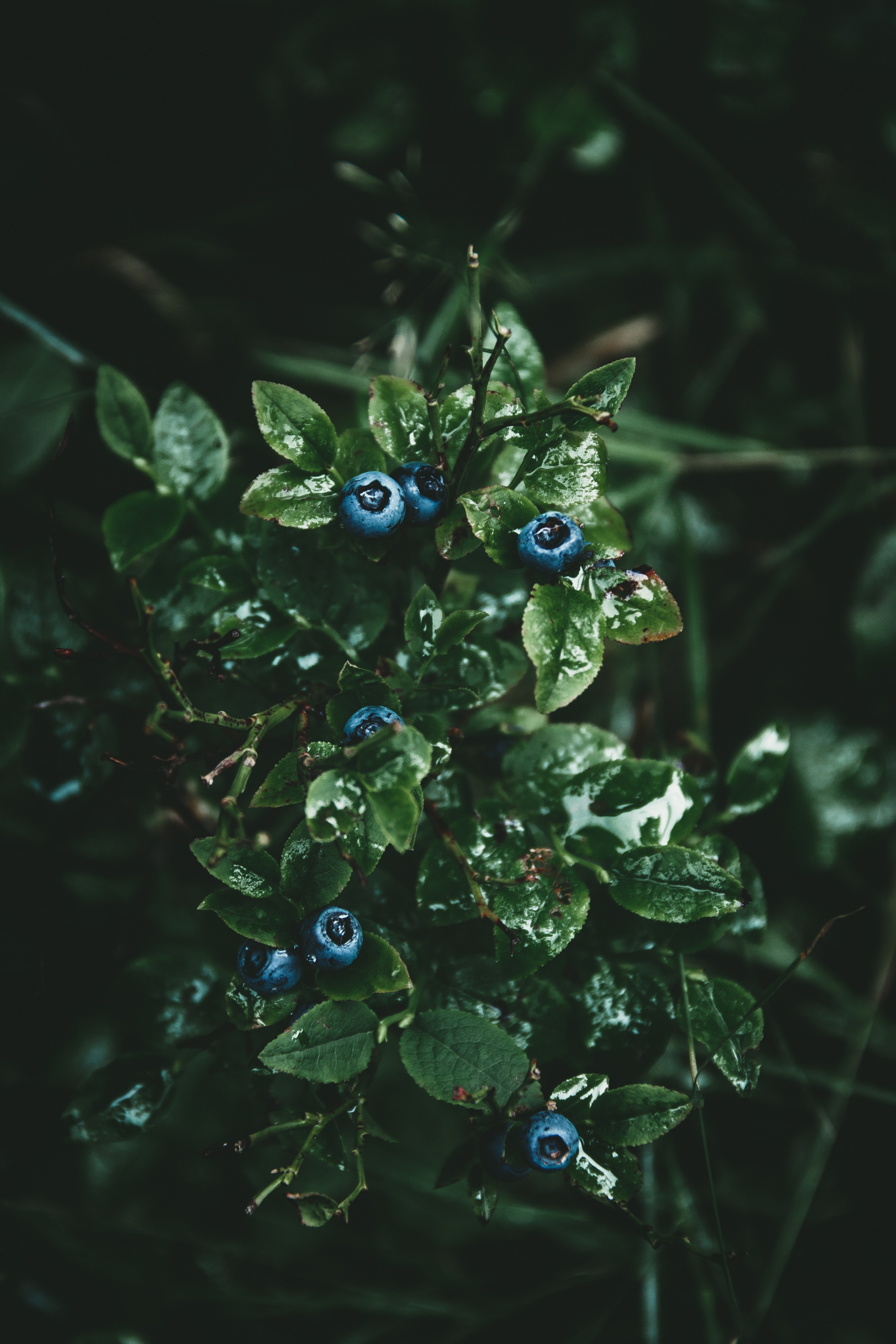 blueberries ripe for the picking, _blueberry harvest 4k, Phone HD Wallpaper