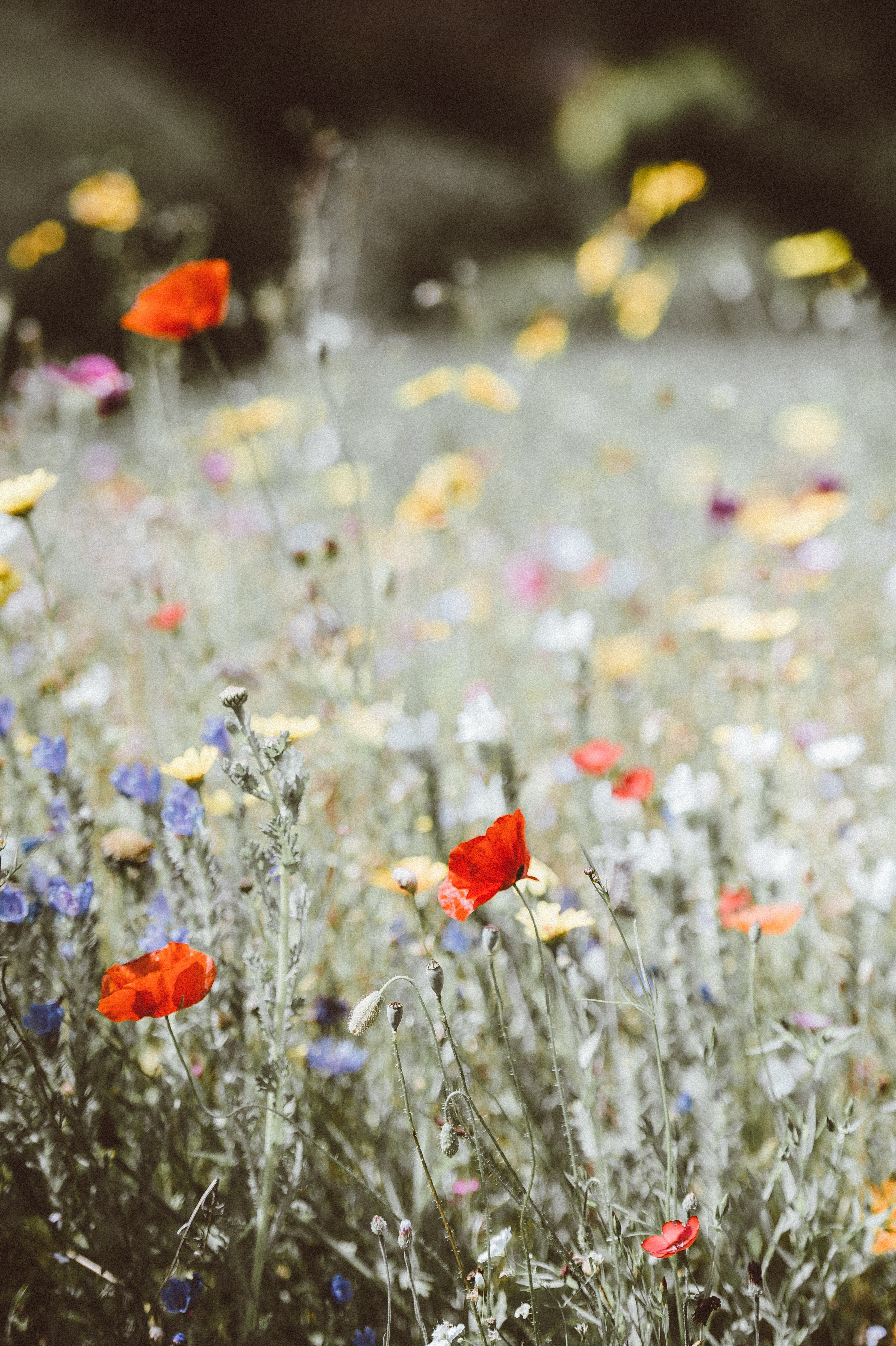 wildflowers at uppark house garden petersfield 4k, Phone HD Wallpaper