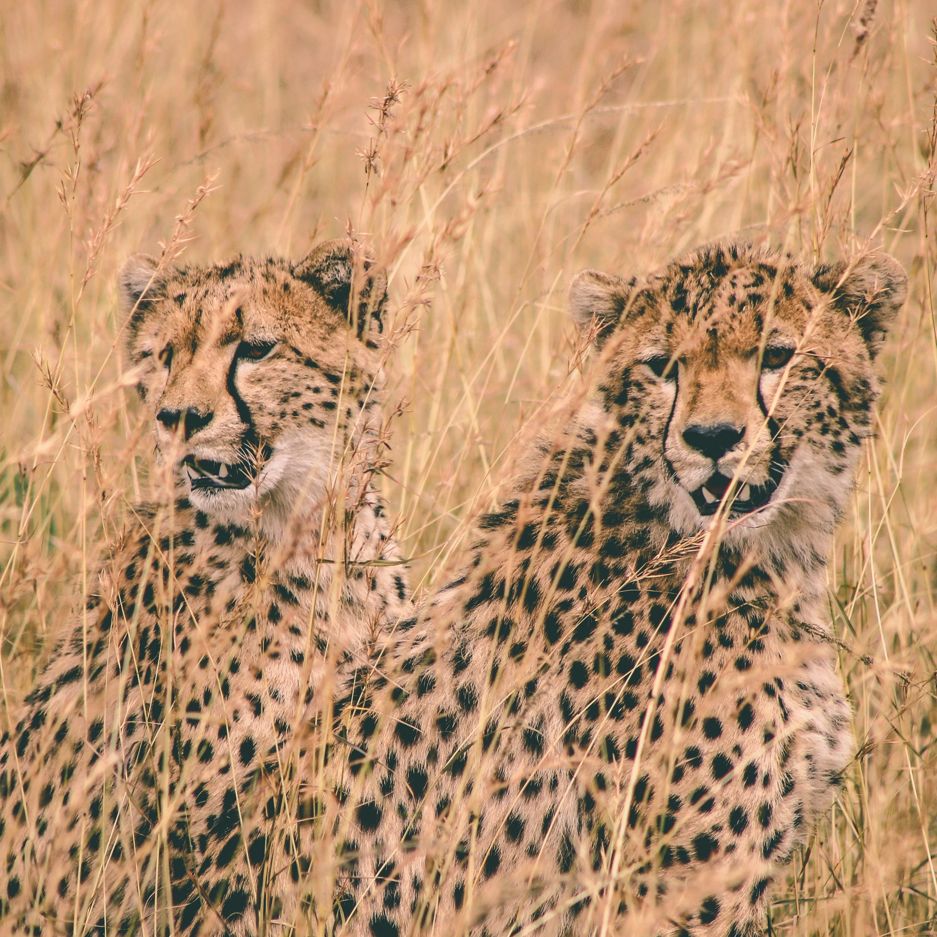 cheetah brothers take a rest 4k, HD Wallpaper