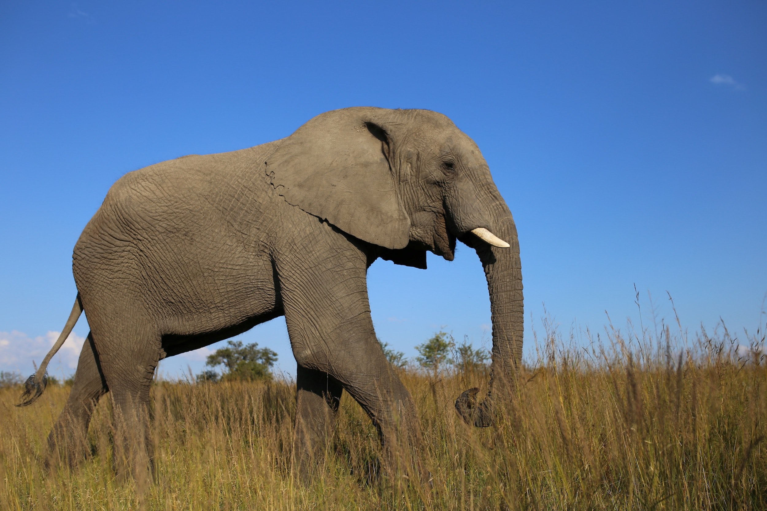 a happy looking elephant strolling across the savannah, the giant of africa 4k, HD Wallpaper