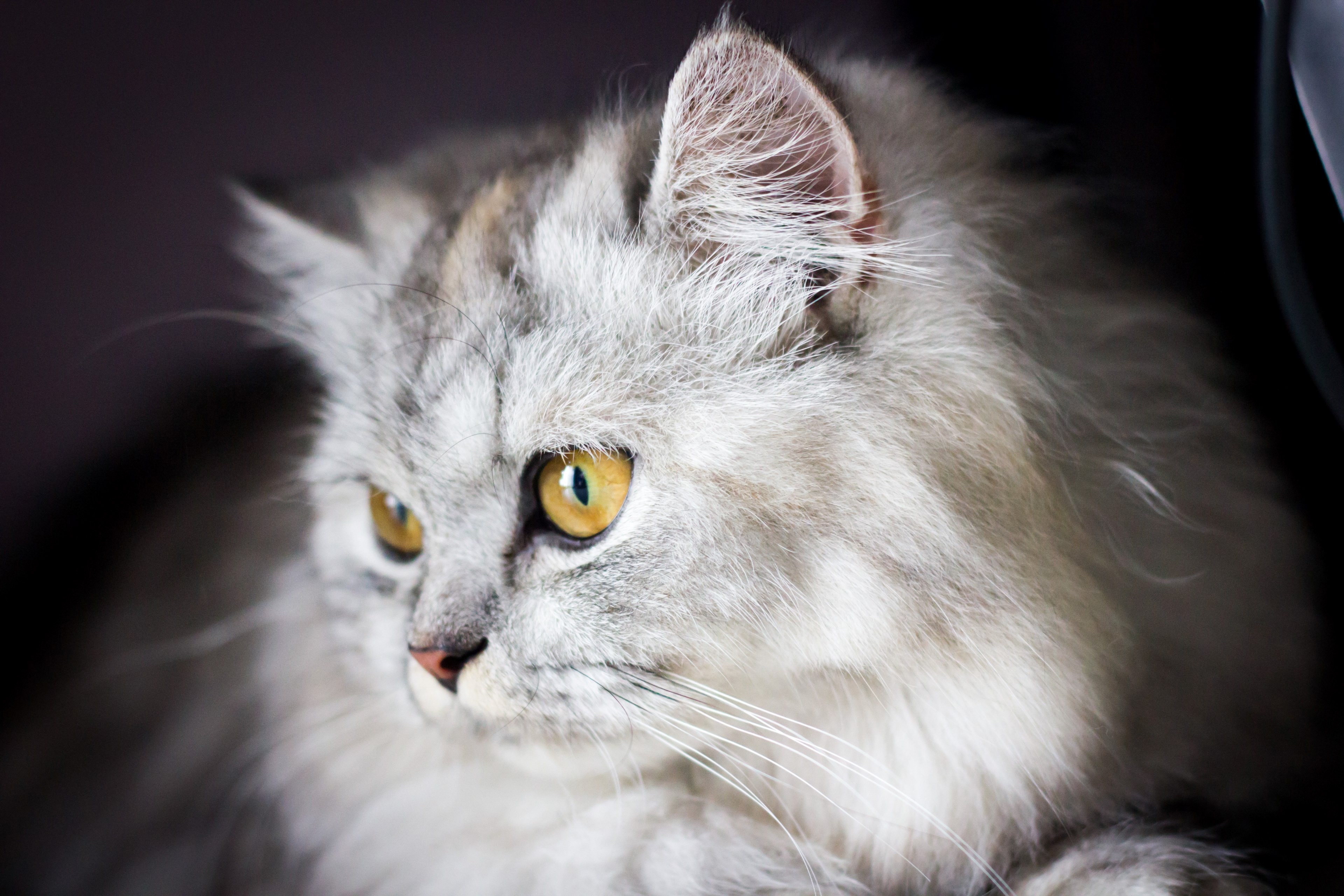 close up of a gray long haired cat, furry gray cat 4k, HD Wallpaper