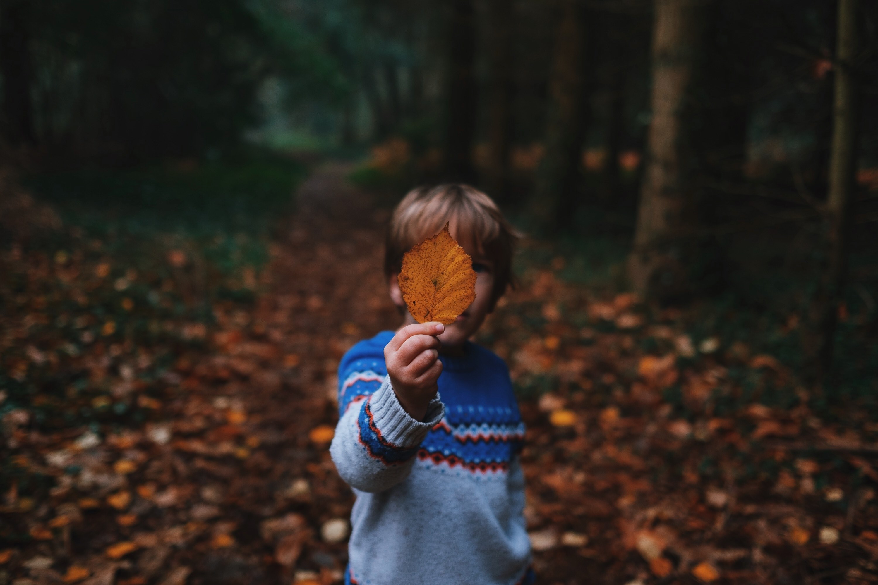 a boy is holding a yellow leaf in front of his face in a forest, _boy in the woods 4k, HD Wallpaper