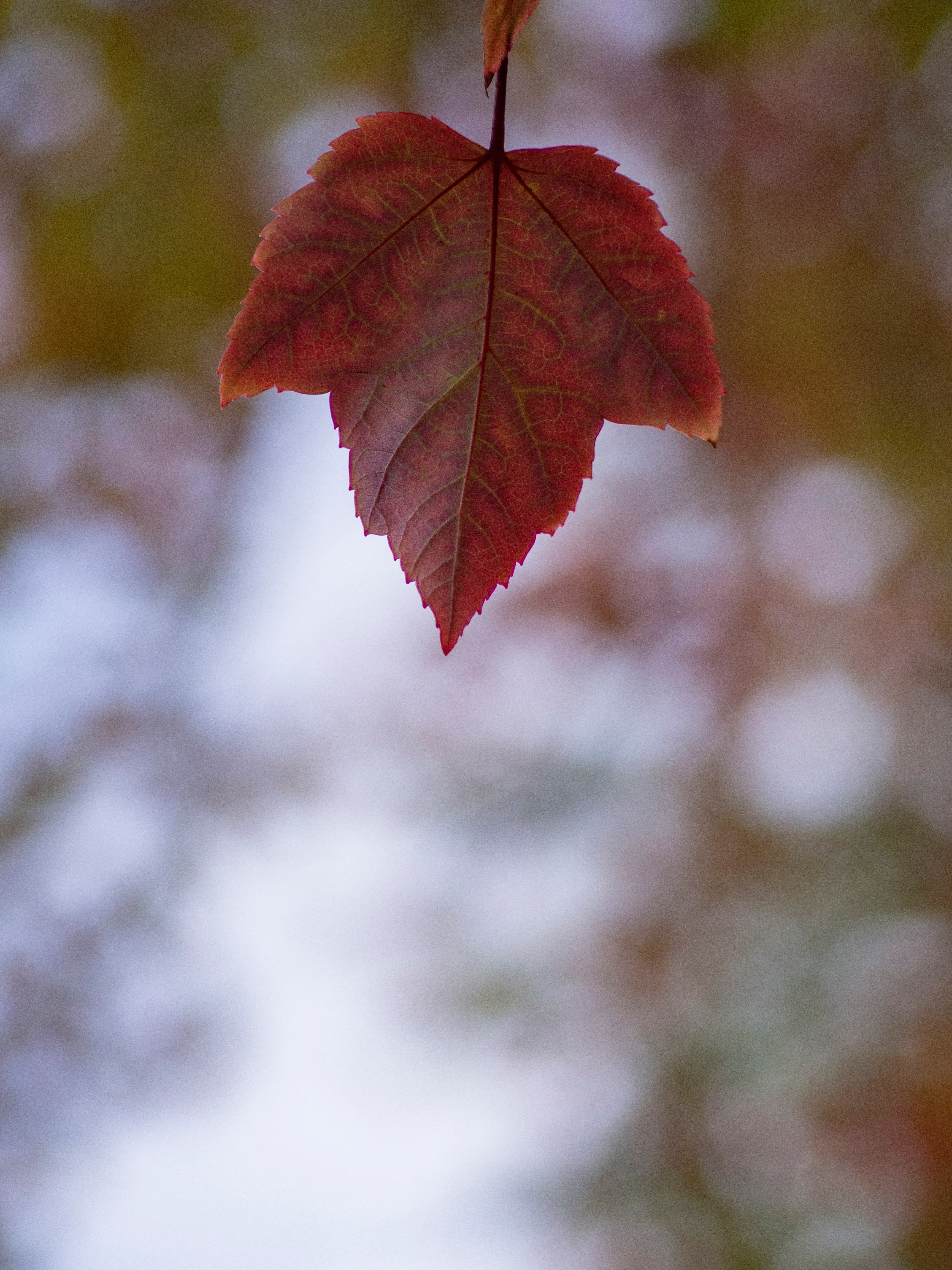 leaf red autumn and fall hd, 4k, Phone HD Wallpaper