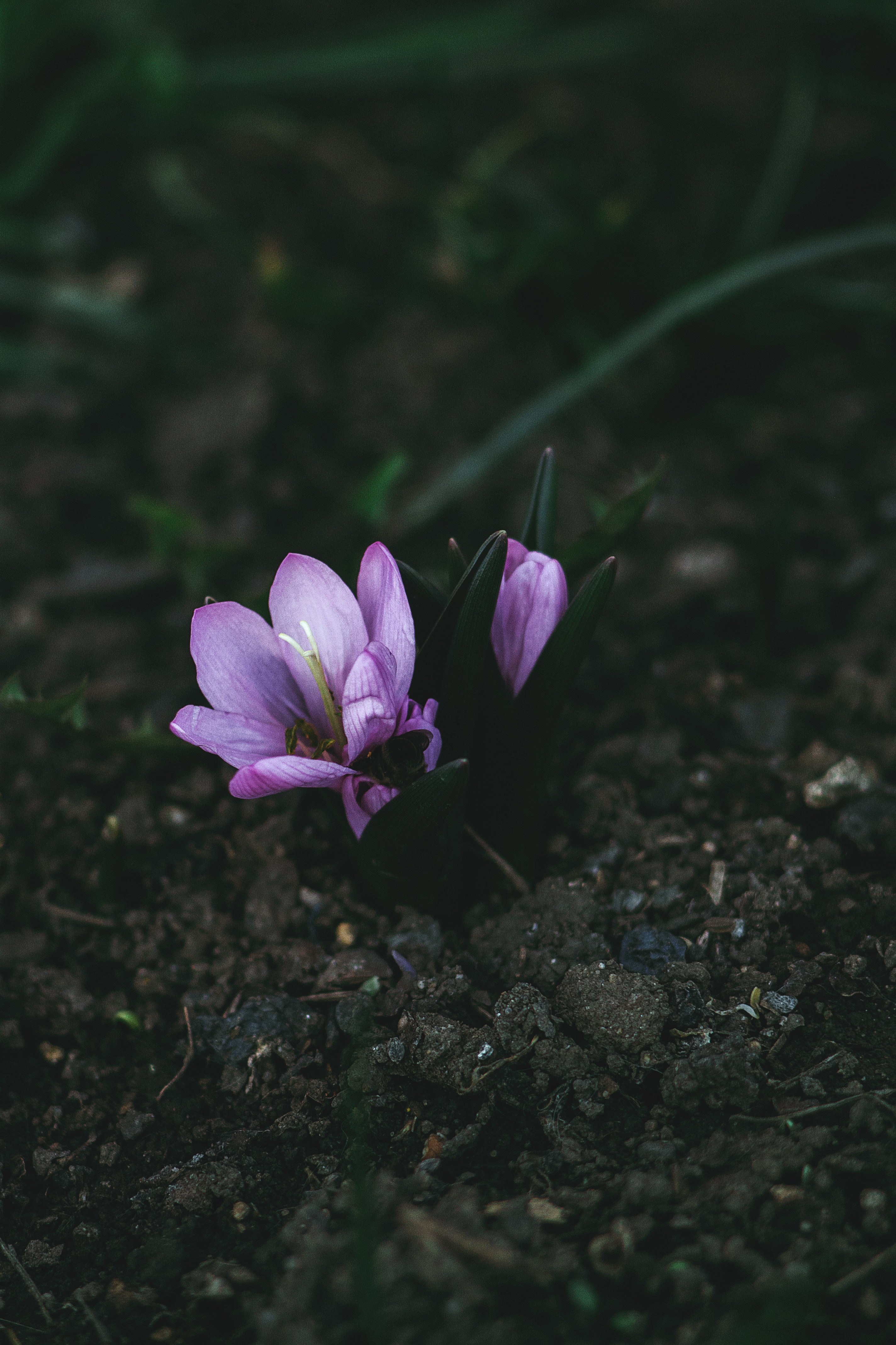 beauty saffron crocu and bee hd, 4k, Phone HD Wallpaper