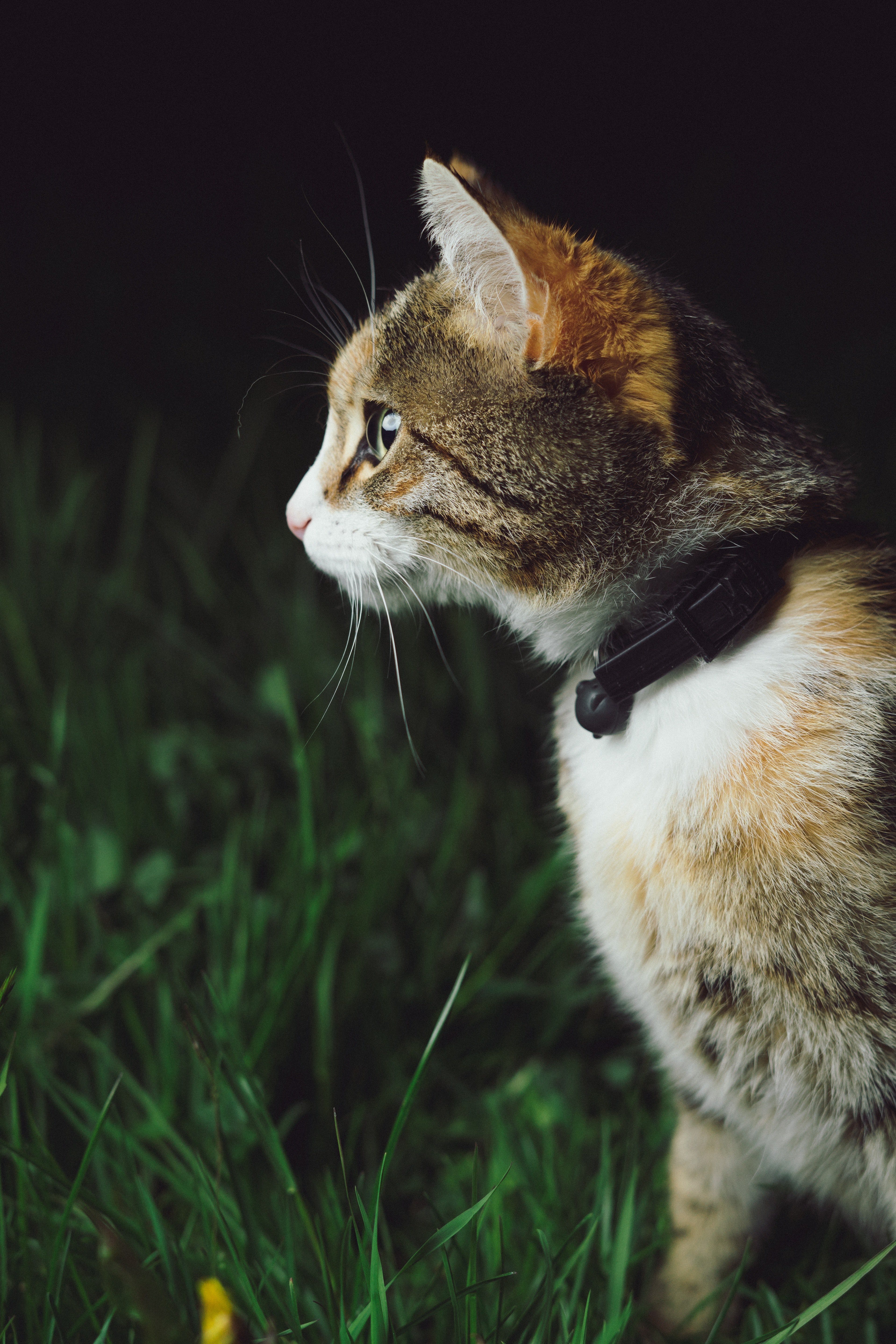 side view of a cat in a black collar walking on green grass, cat in green grass 4k, Phone HD Wallpaper