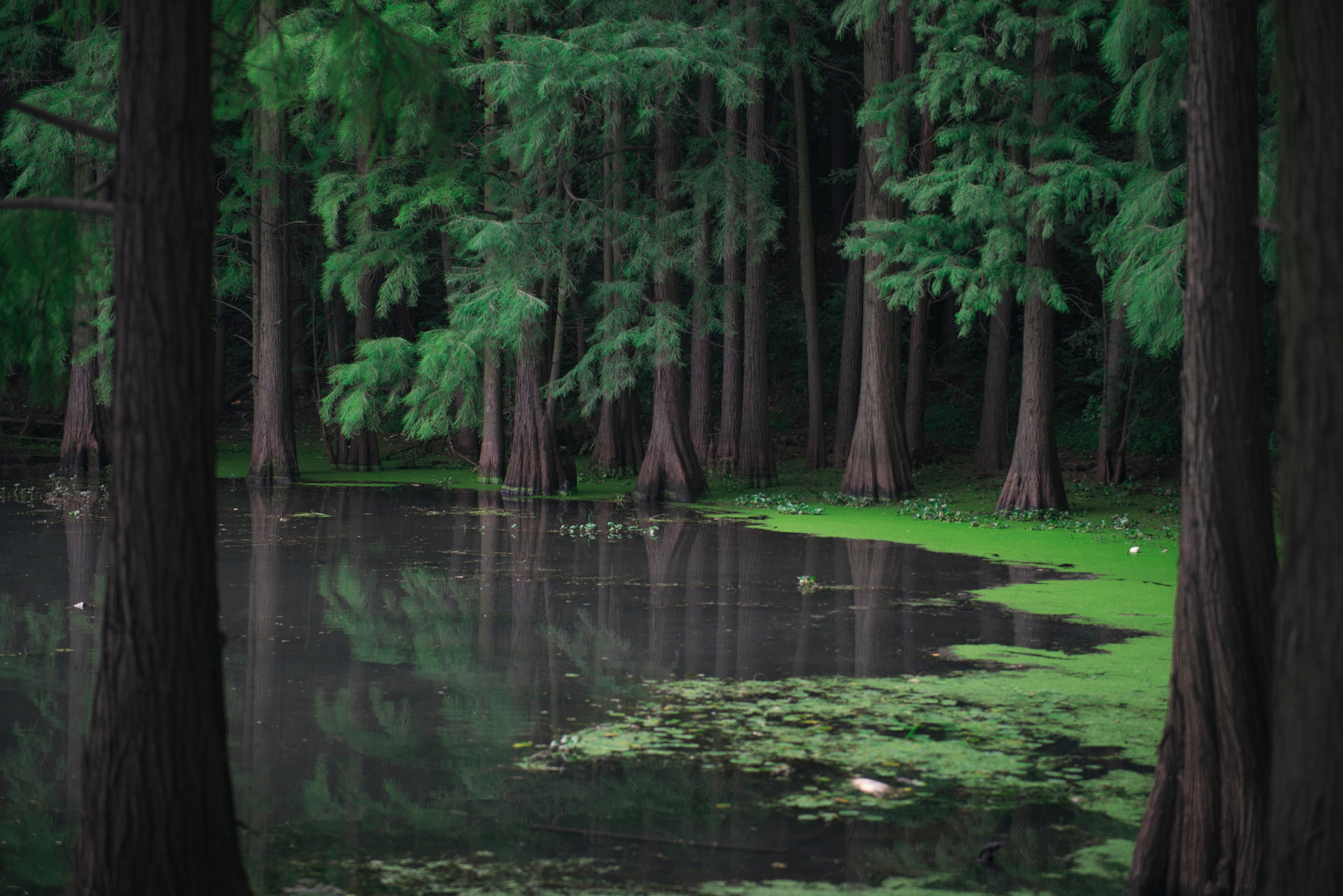 tree forest water and lake 4k, HD Wallpaper