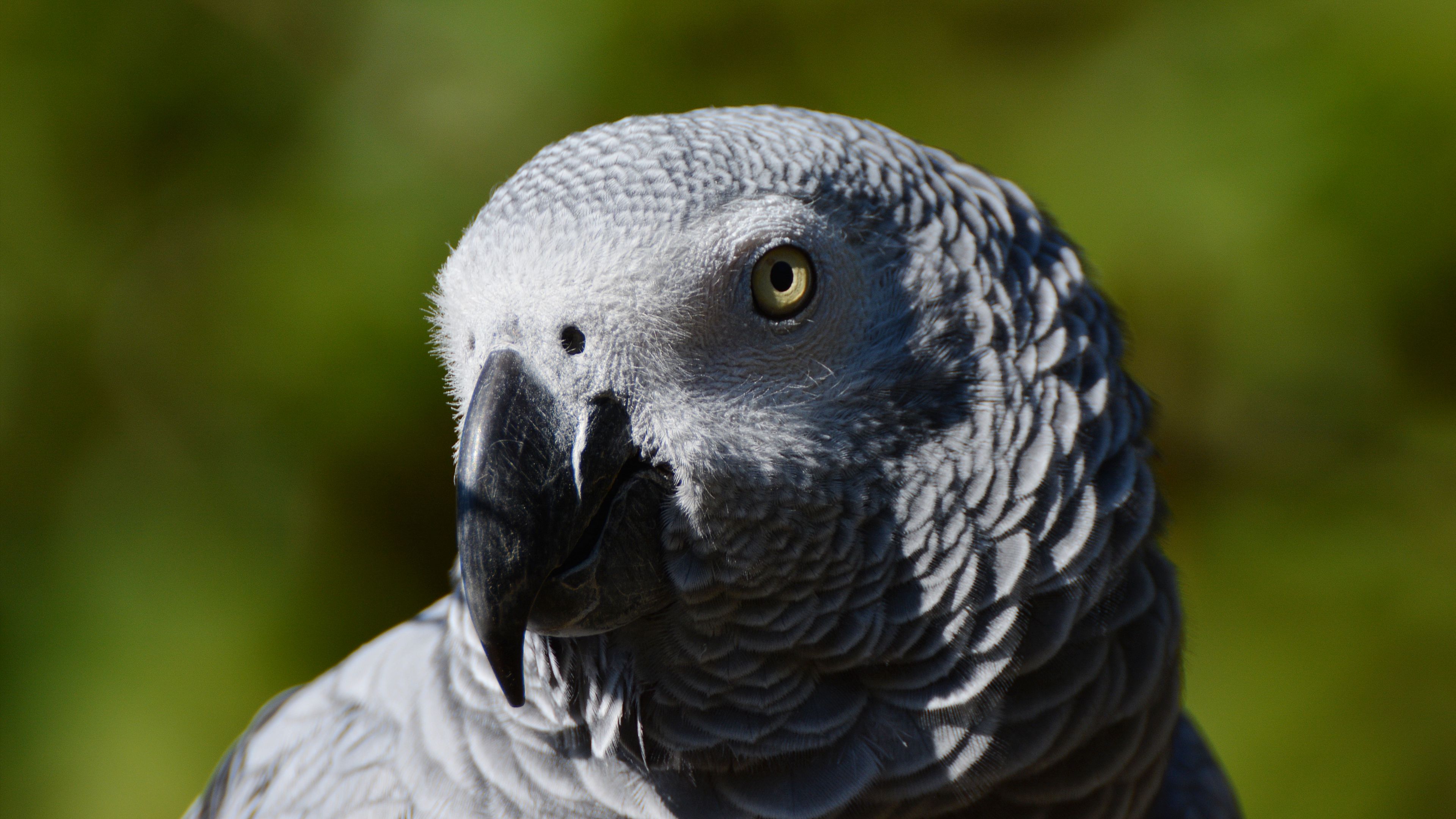 african parrot, bird, beak, 4k, HD Wallpaper