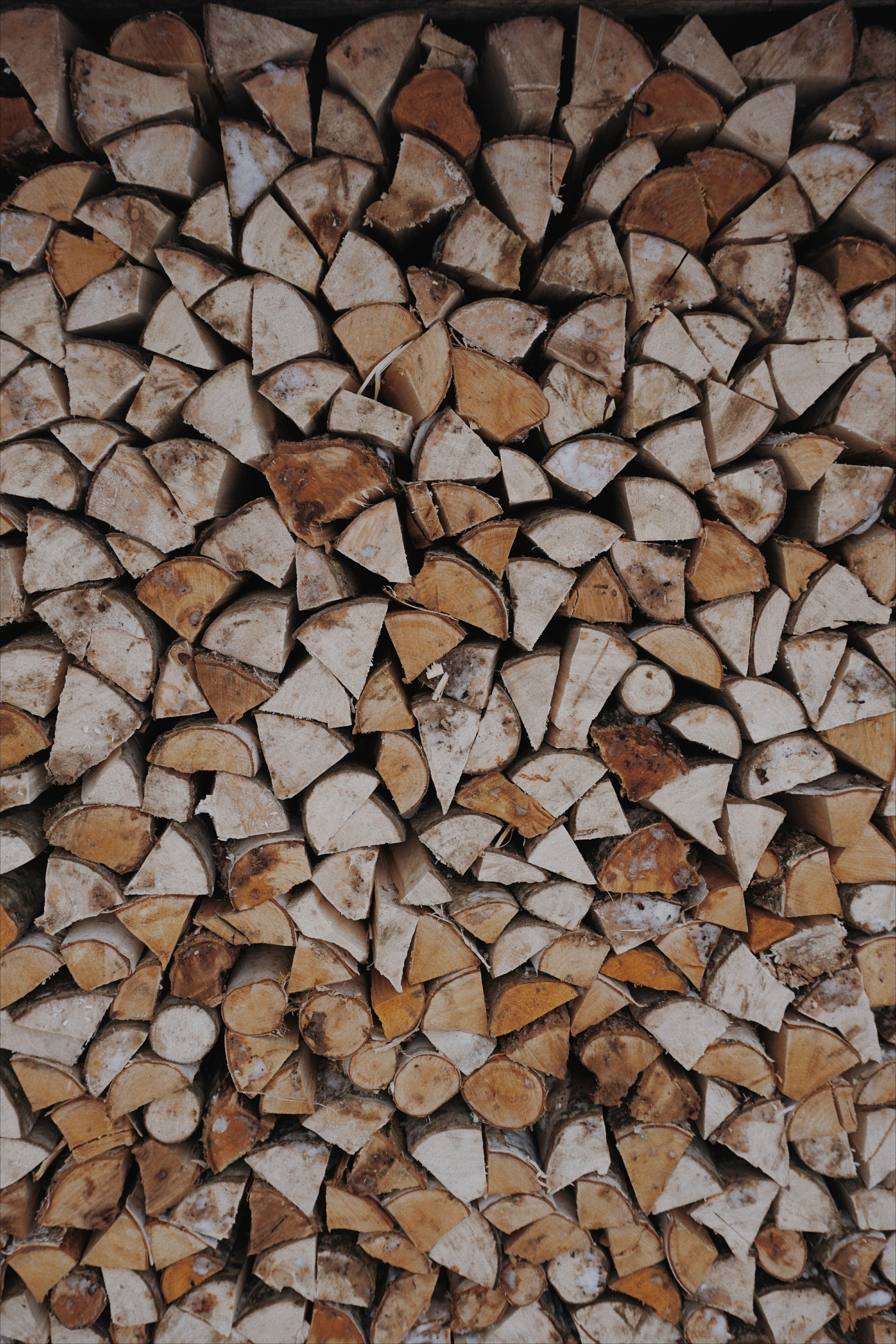 wood logs tree and woodland hd, 4k, Phone HD Wallpaper