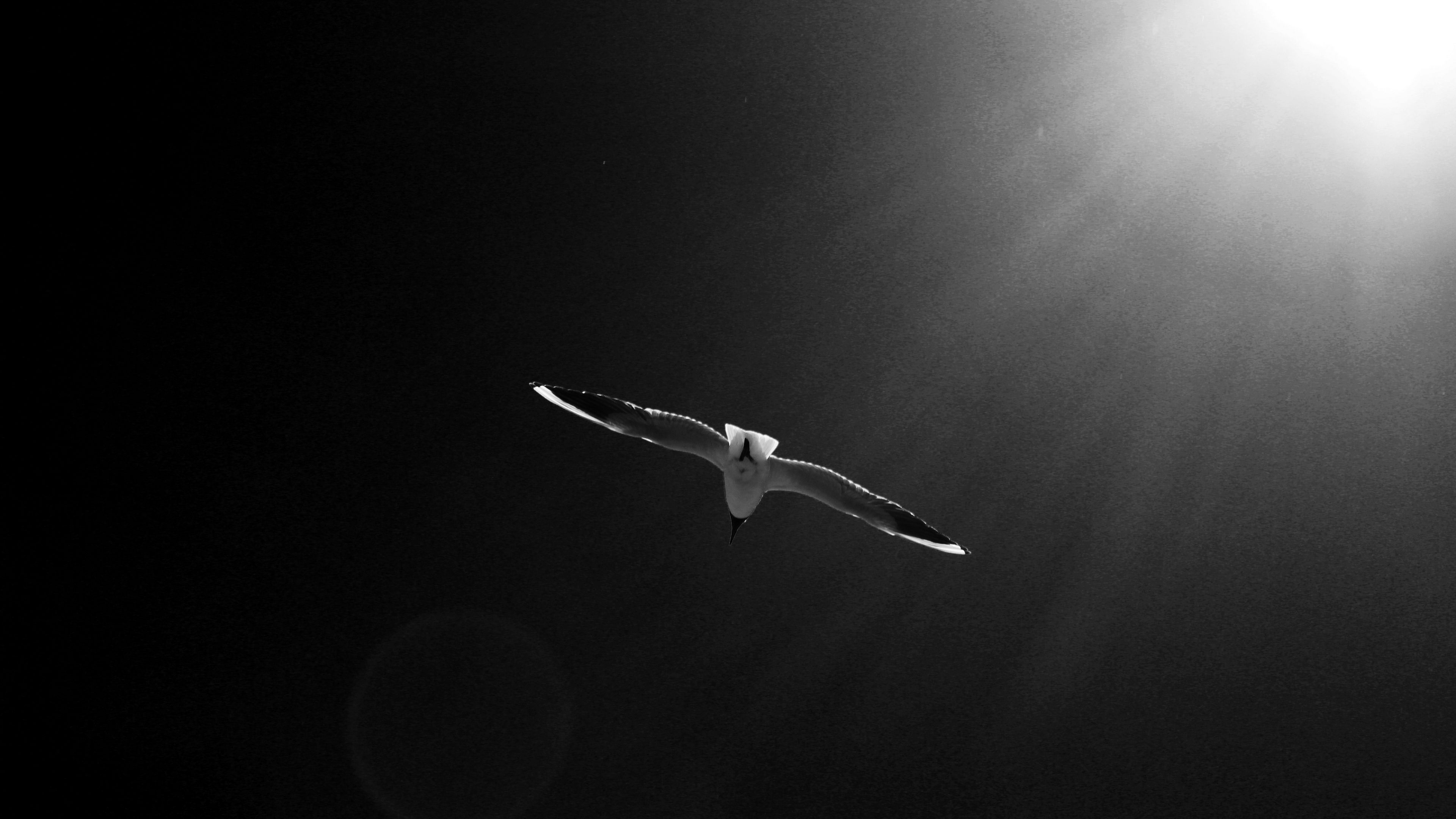 seagull, bird, sky, bw, 4k, HD Wallpaper
