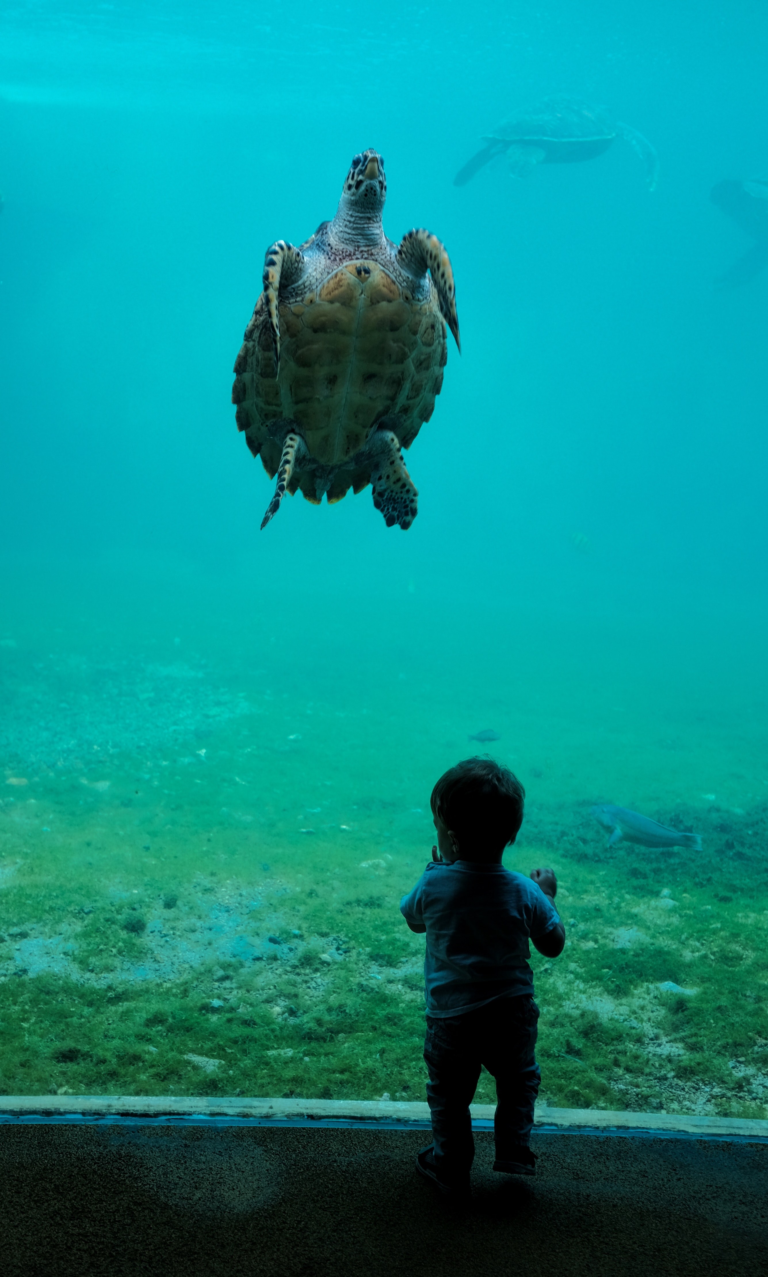axel first met with a giant turtle 4k, Phone HD Wallpaper