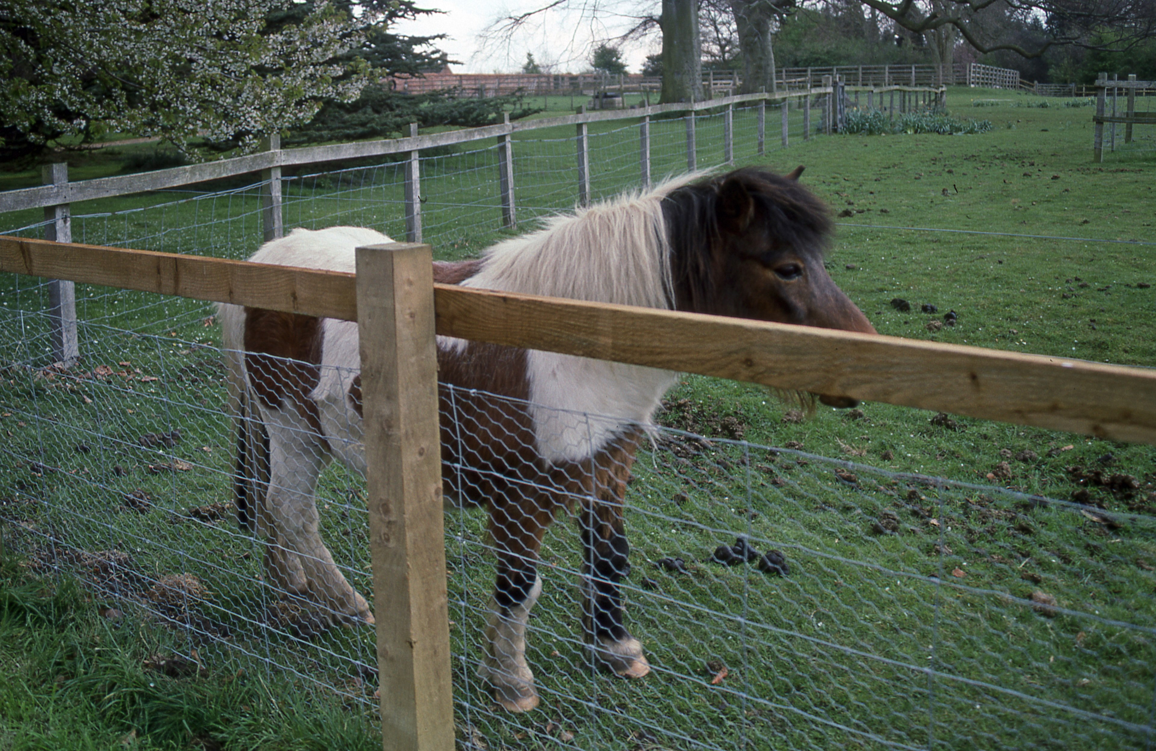 pony at elton hall 4k, HD Wallpaper