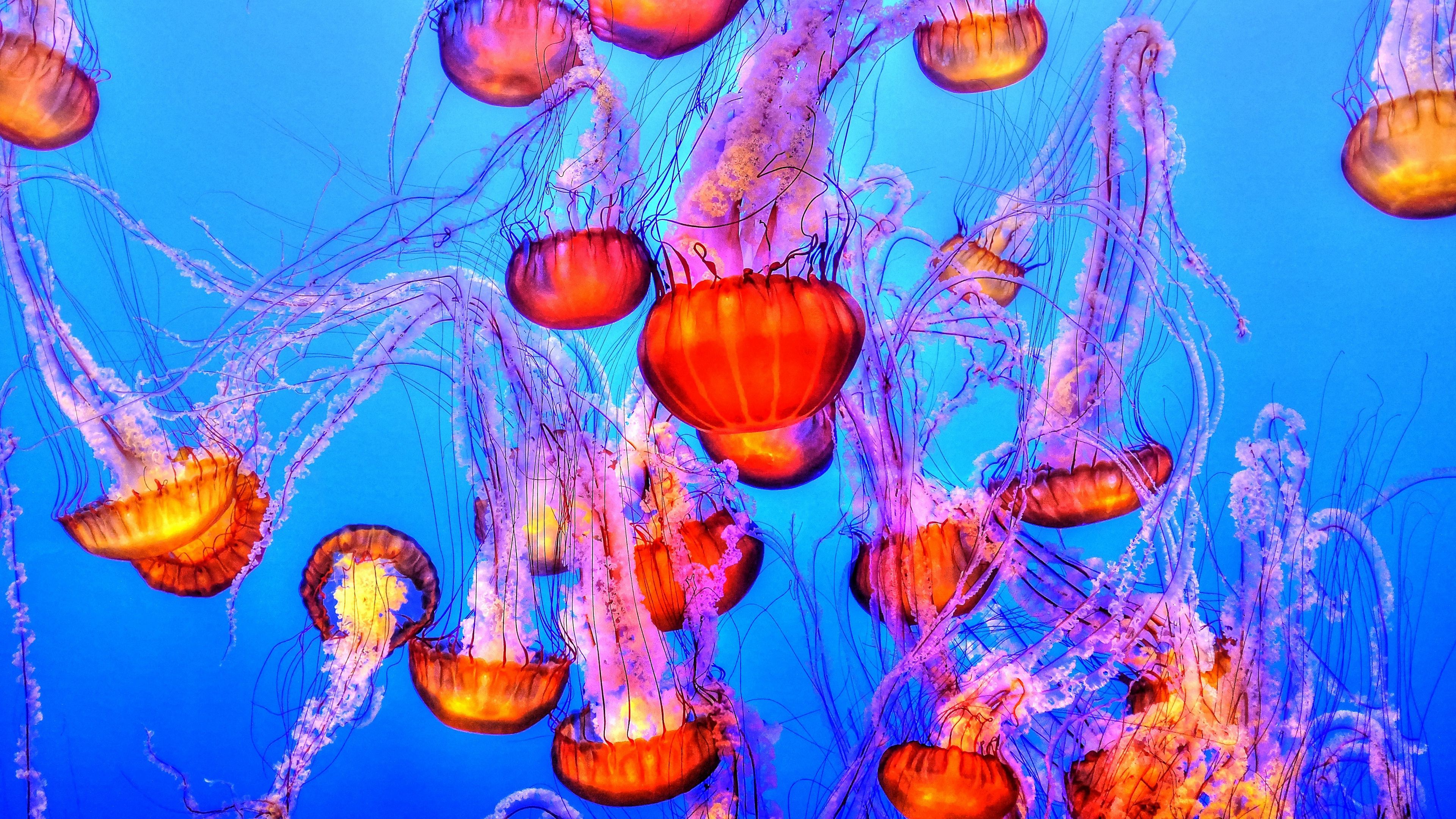 jellyfish, underwater, swimming, 4k, HD Wallpaper