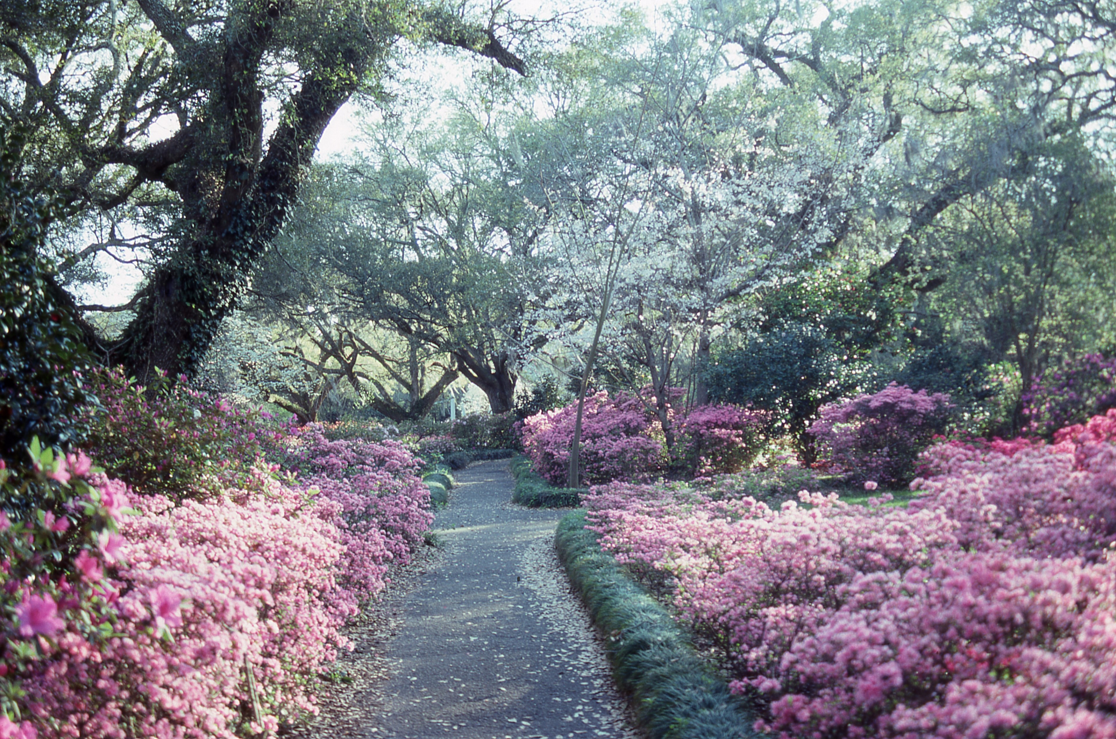 orton plantation north carolina 4k, HD Wallpaper