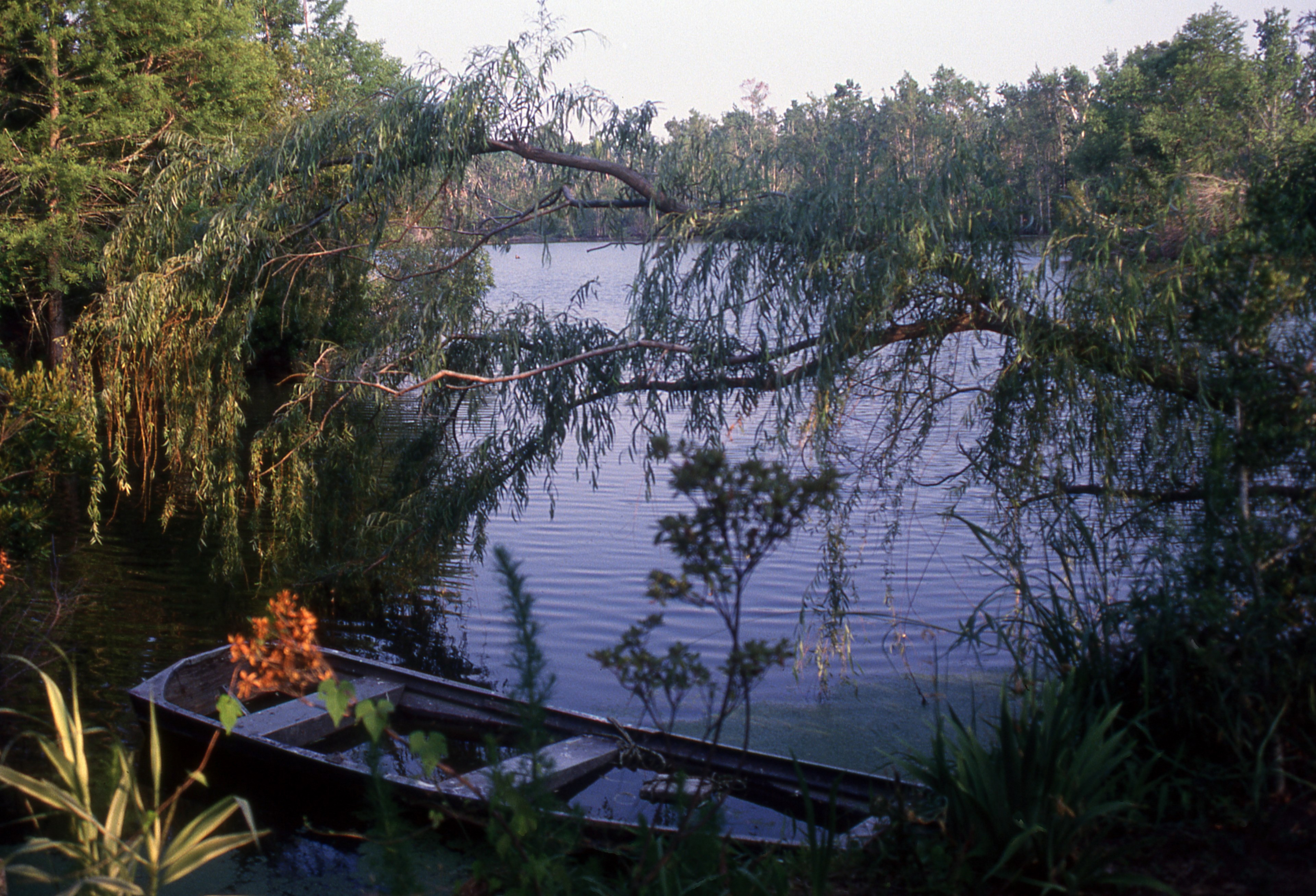 audubon swamp garden charleston 4k, HD Wallpaper