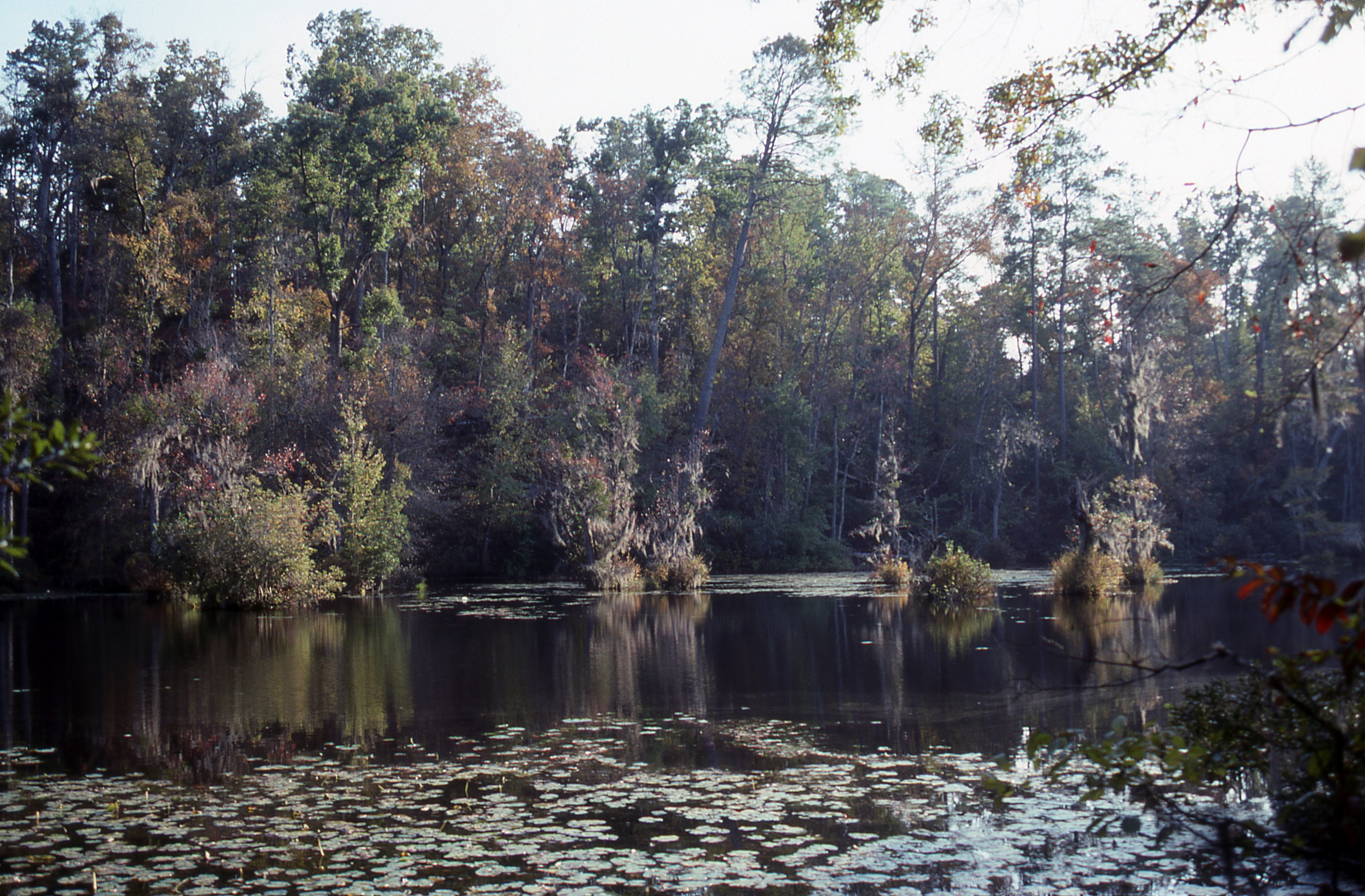 poinsett state park 4k, HD Wallpaper