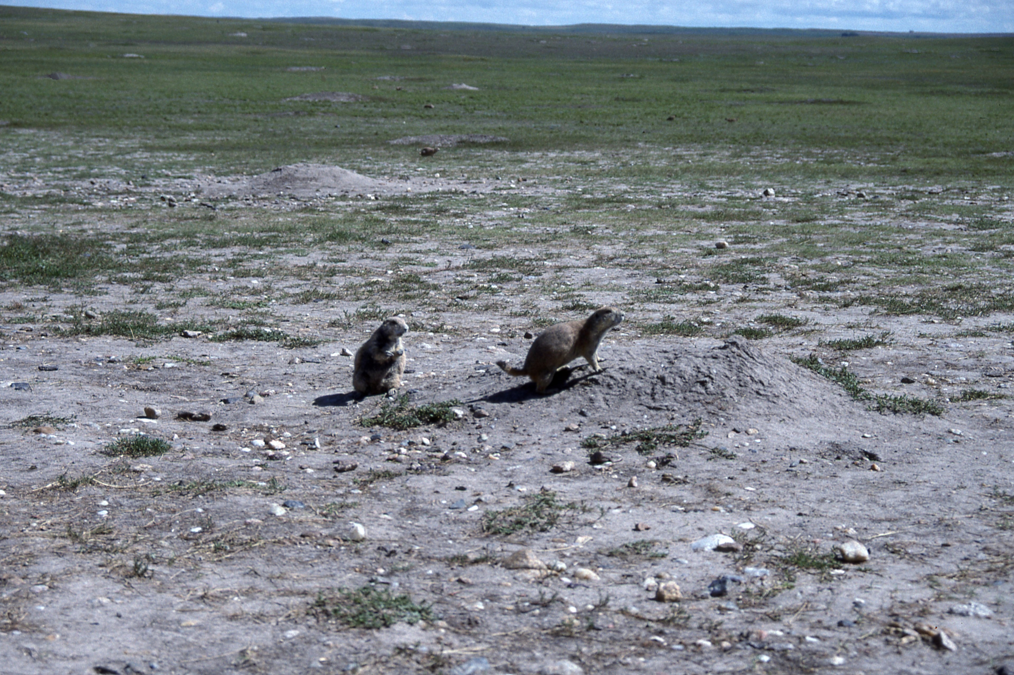 prairie dog town at the badlands 4k, HD Wallpaper
