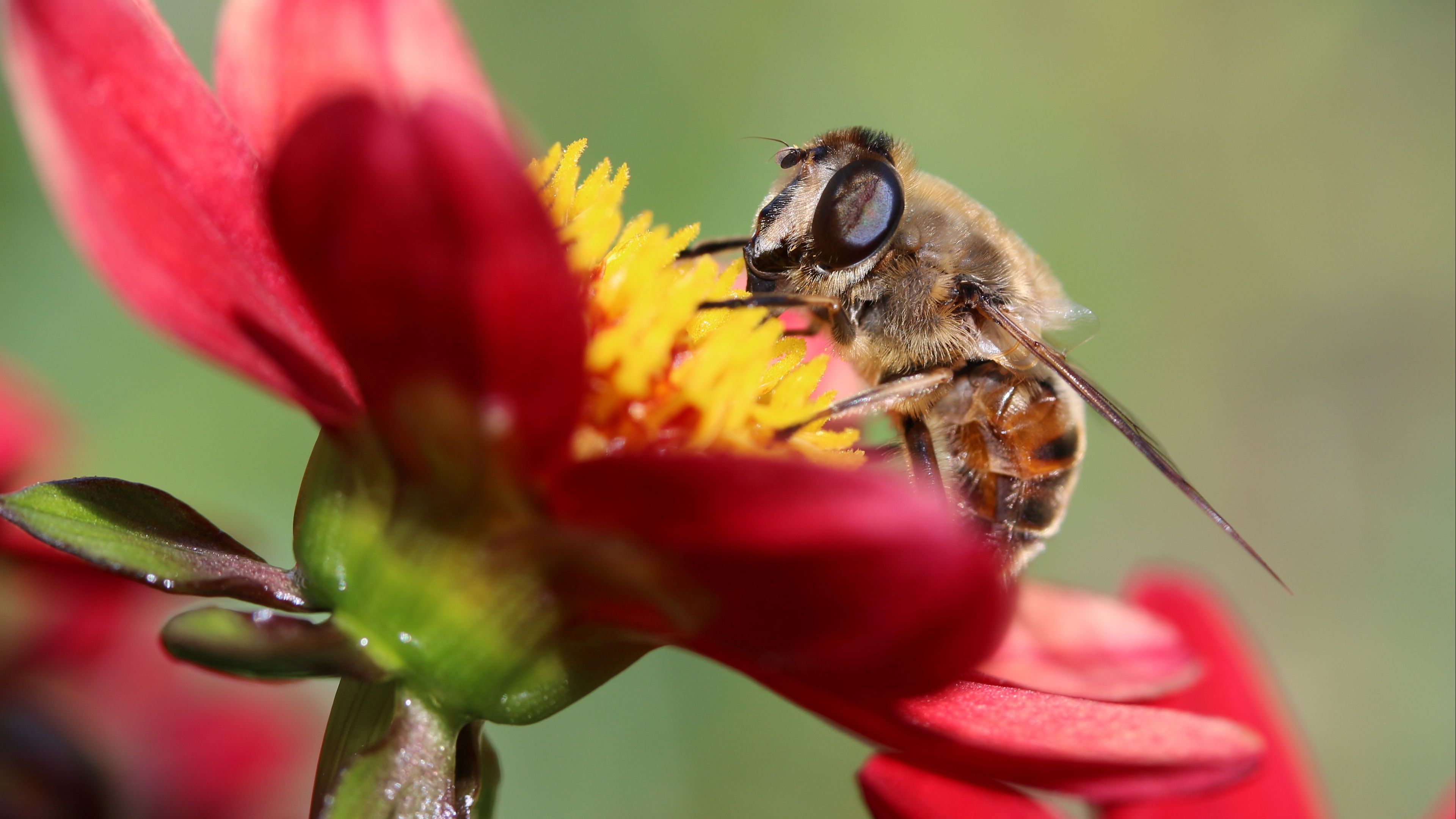 bee, flower, petals, close-up, 4k, HD Wallpaper