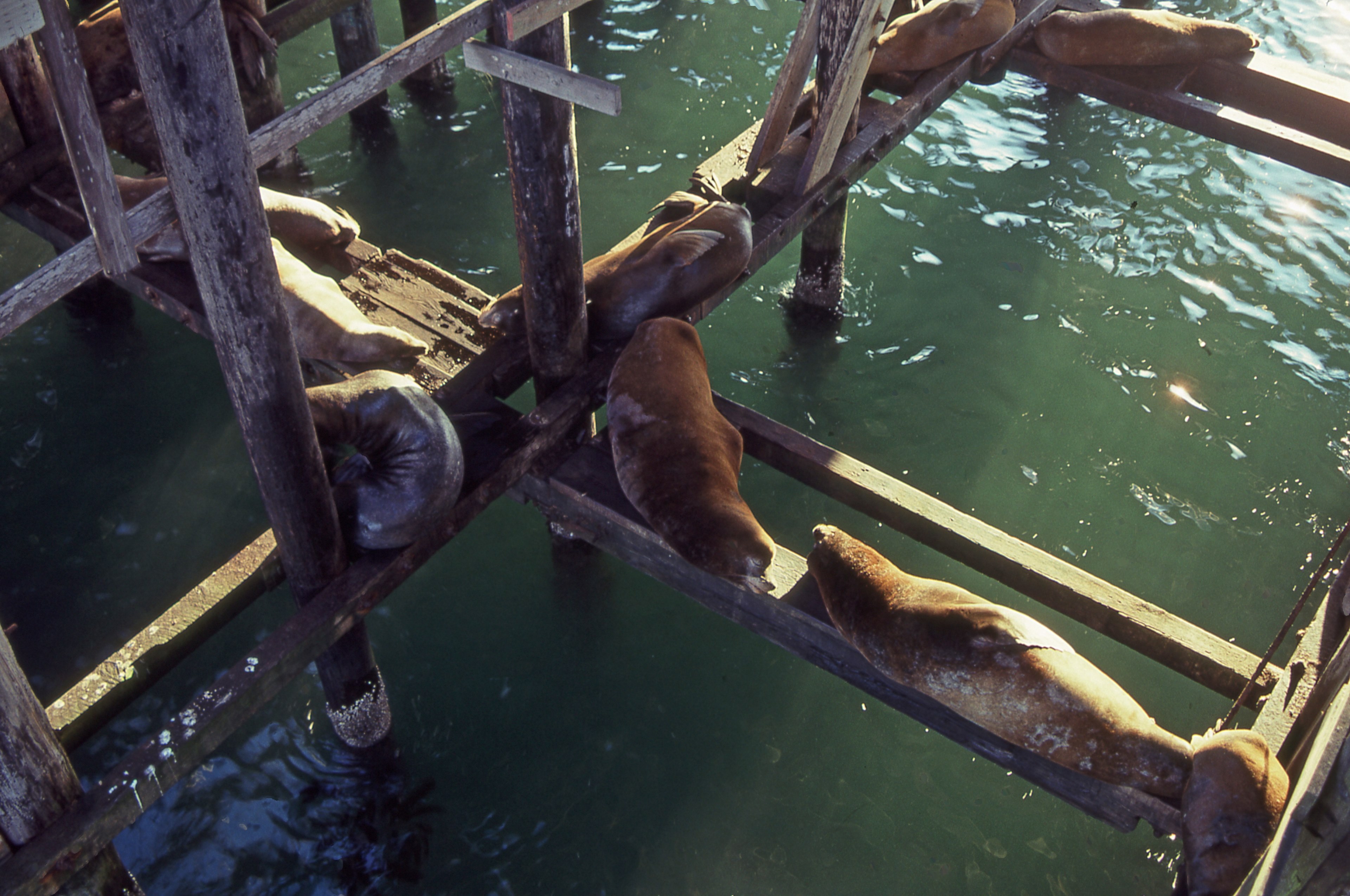 sea lions at santa cruz wharf 4k, HD Wallpaper