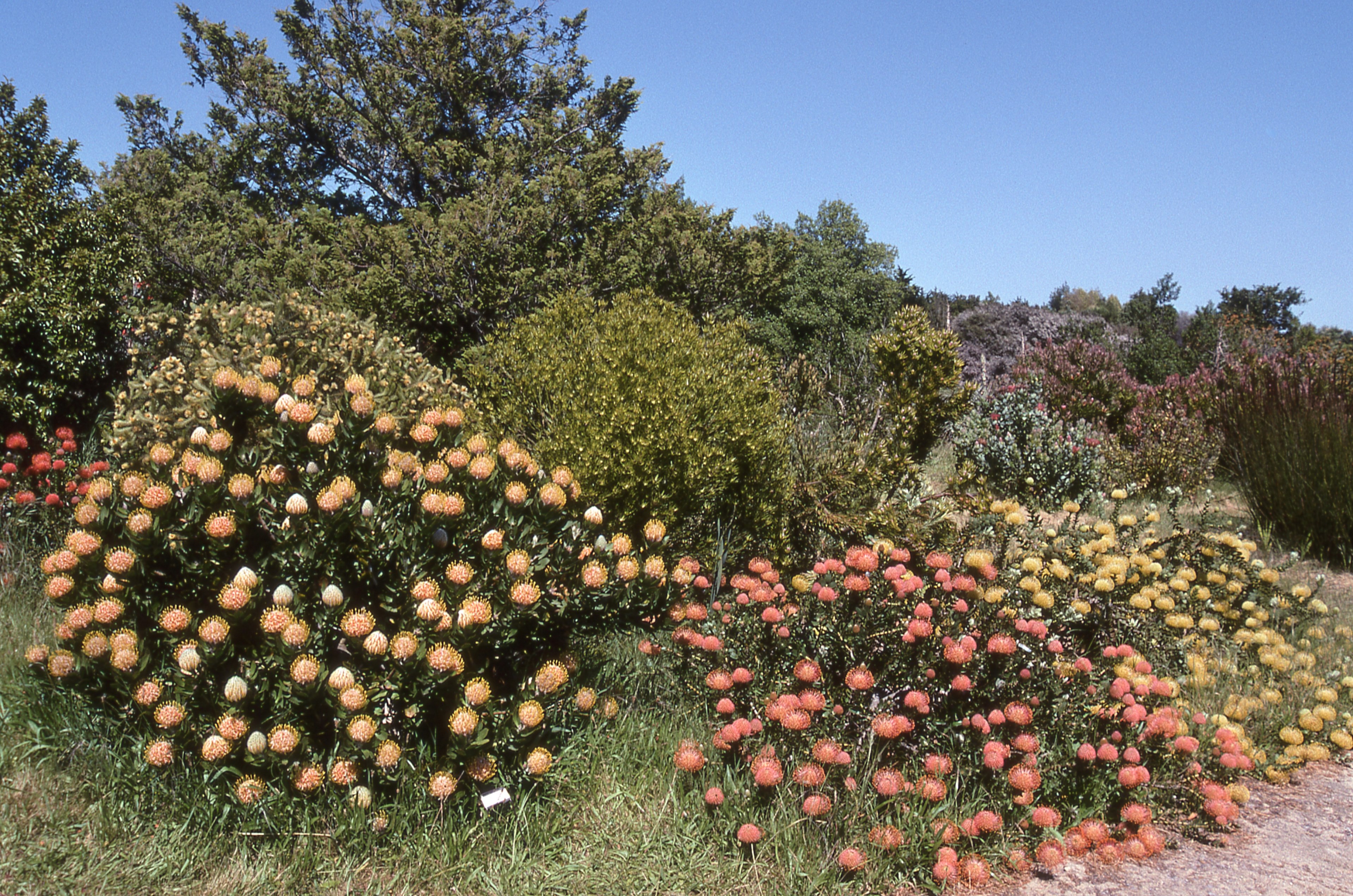 usc santa cruz arboretum 4k, HD Wallpaper