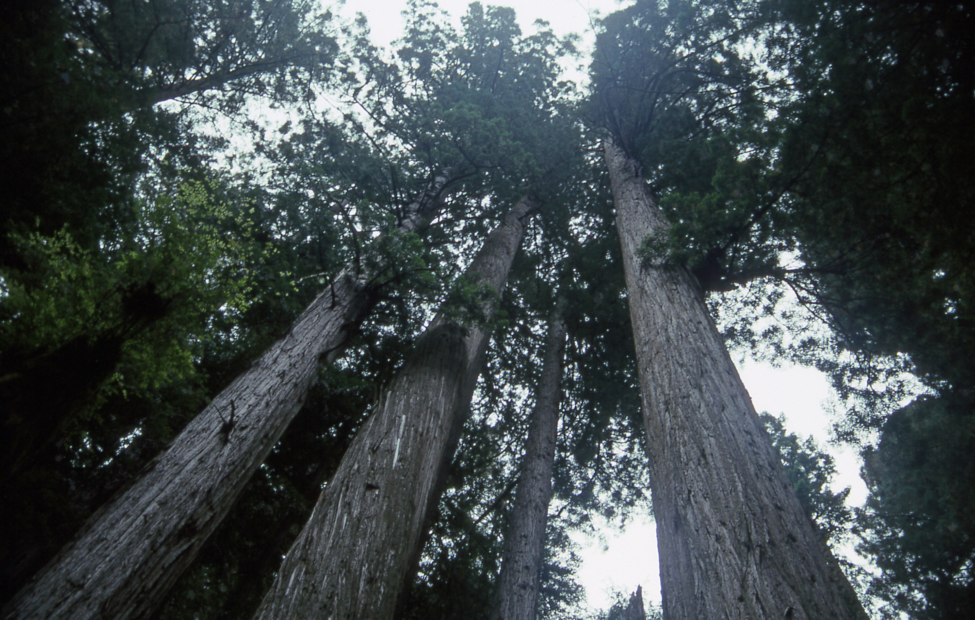 redwoods along the prairie creek trail 4k, HD Wallpaper