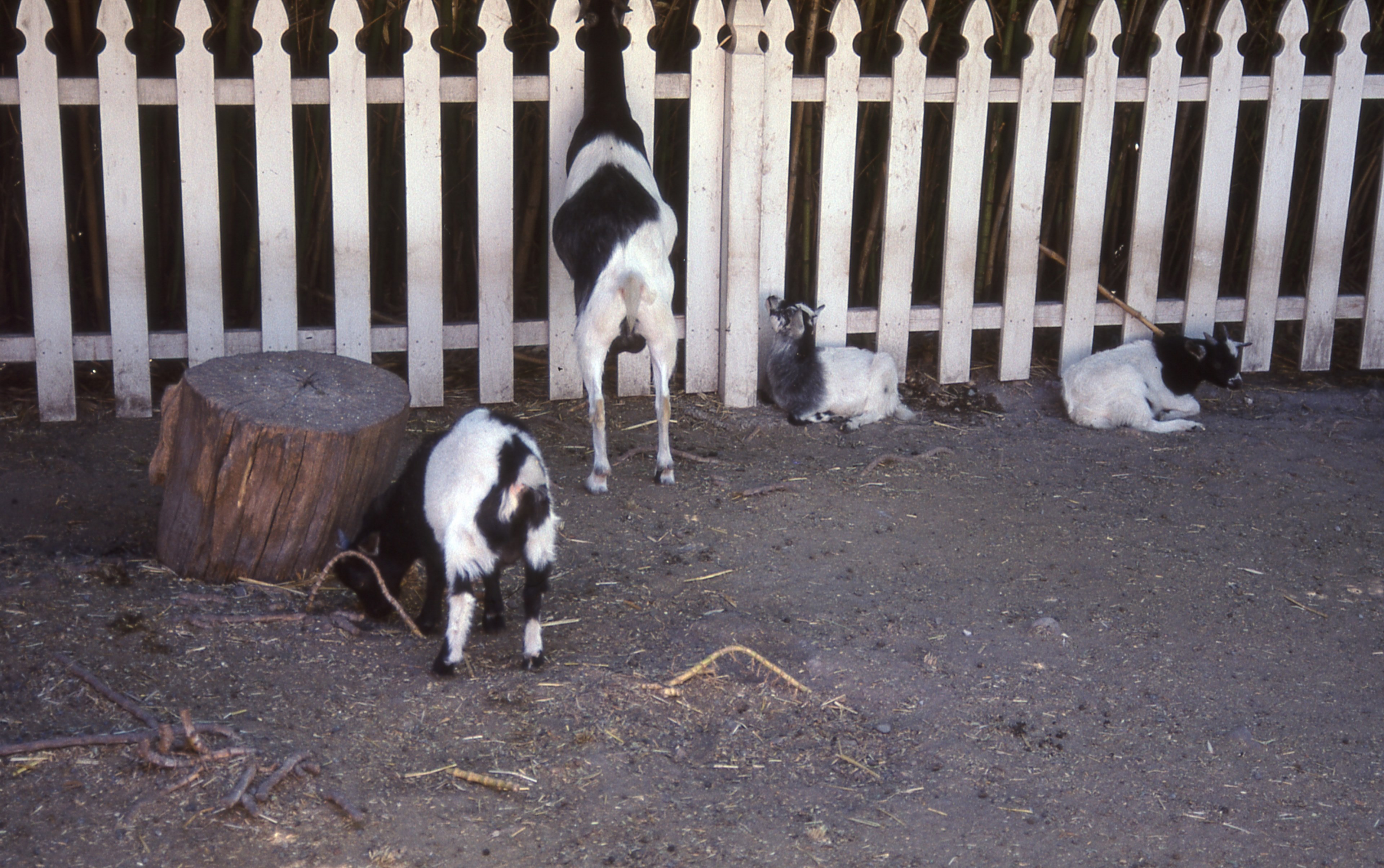 fainting goats 4k, HD Wallpaper