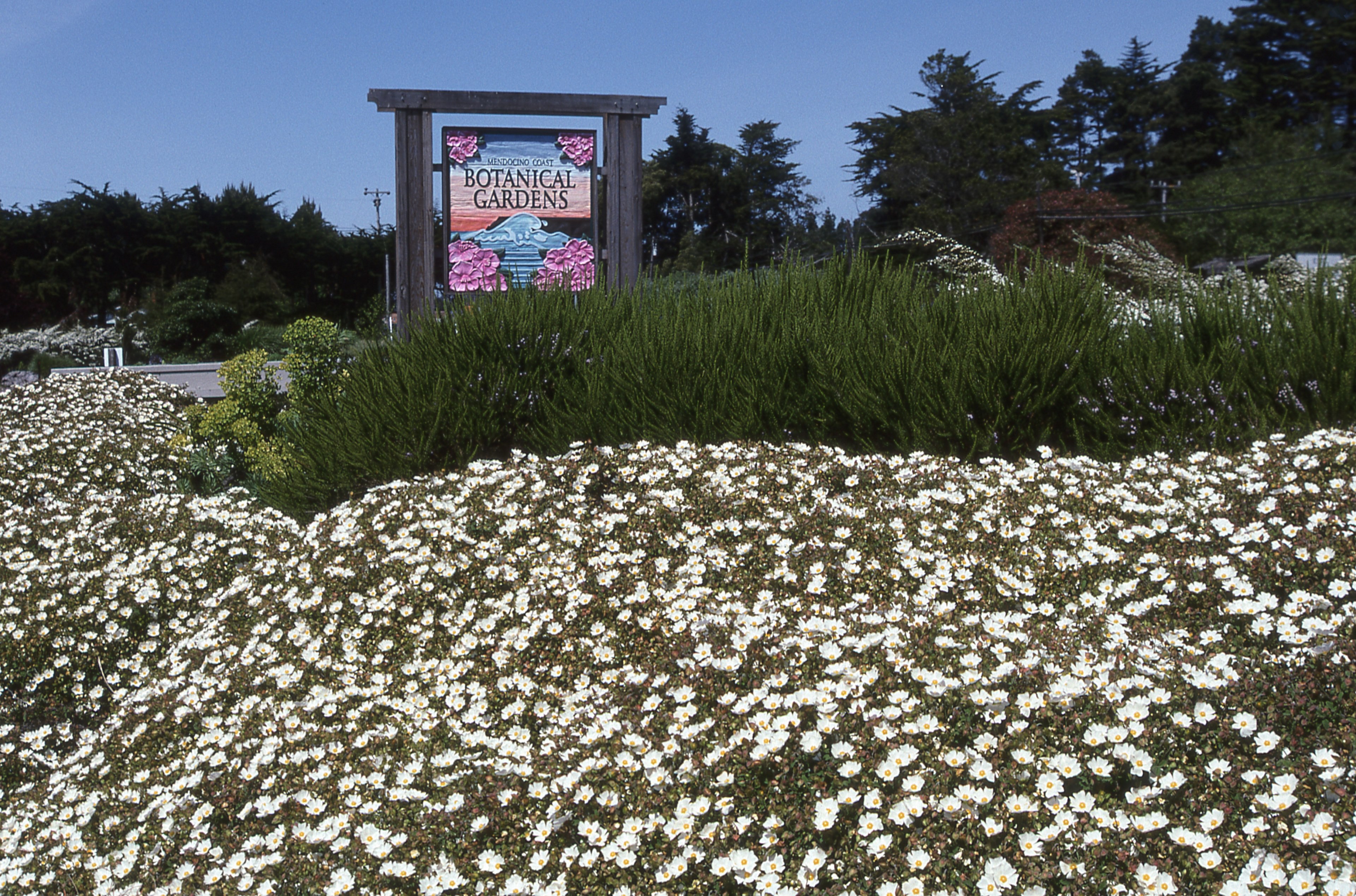mendocino botanical gardens 4k, HD Wallpaper
