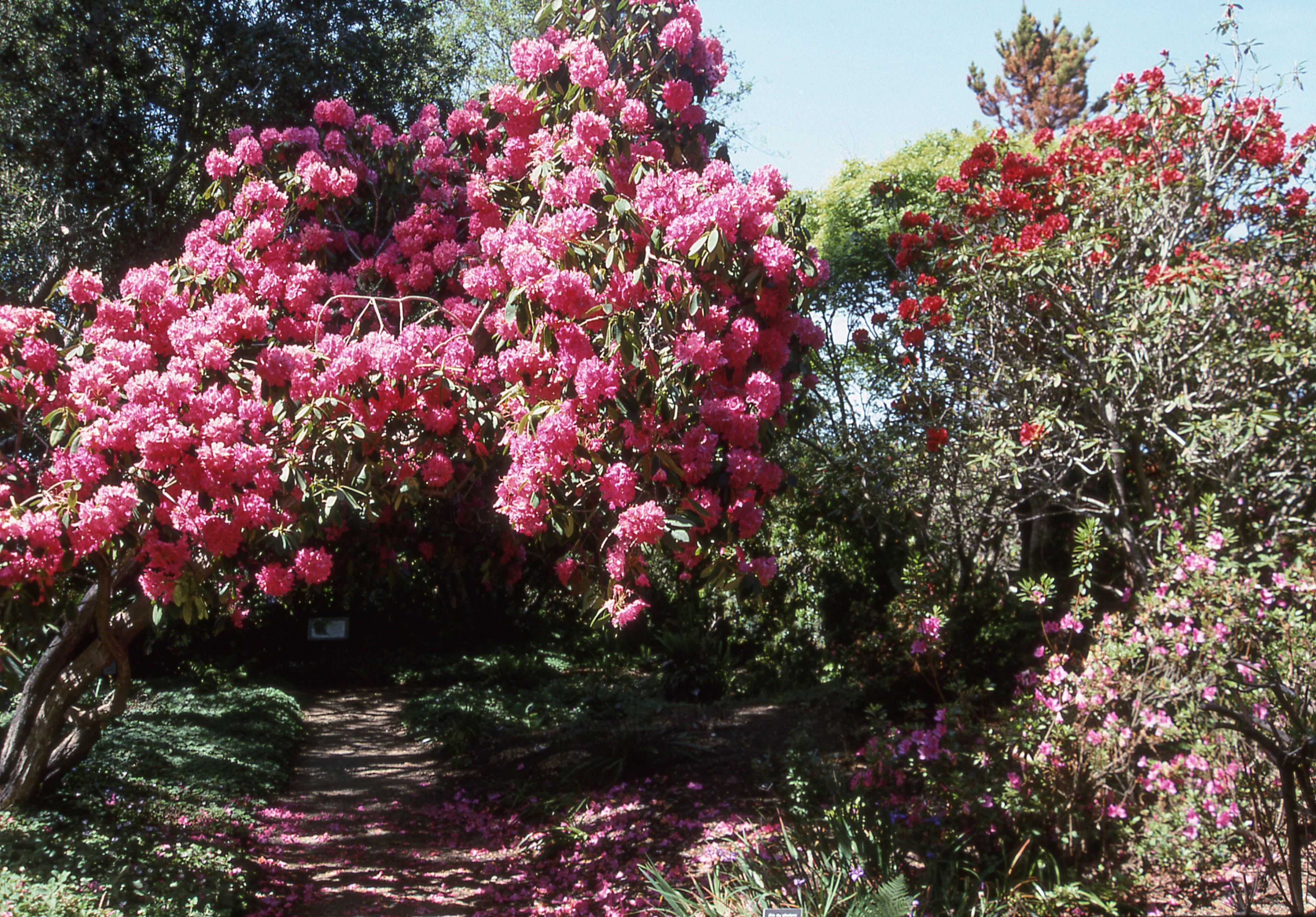 mendocino botanical gardens 4k, HD Wallpaper