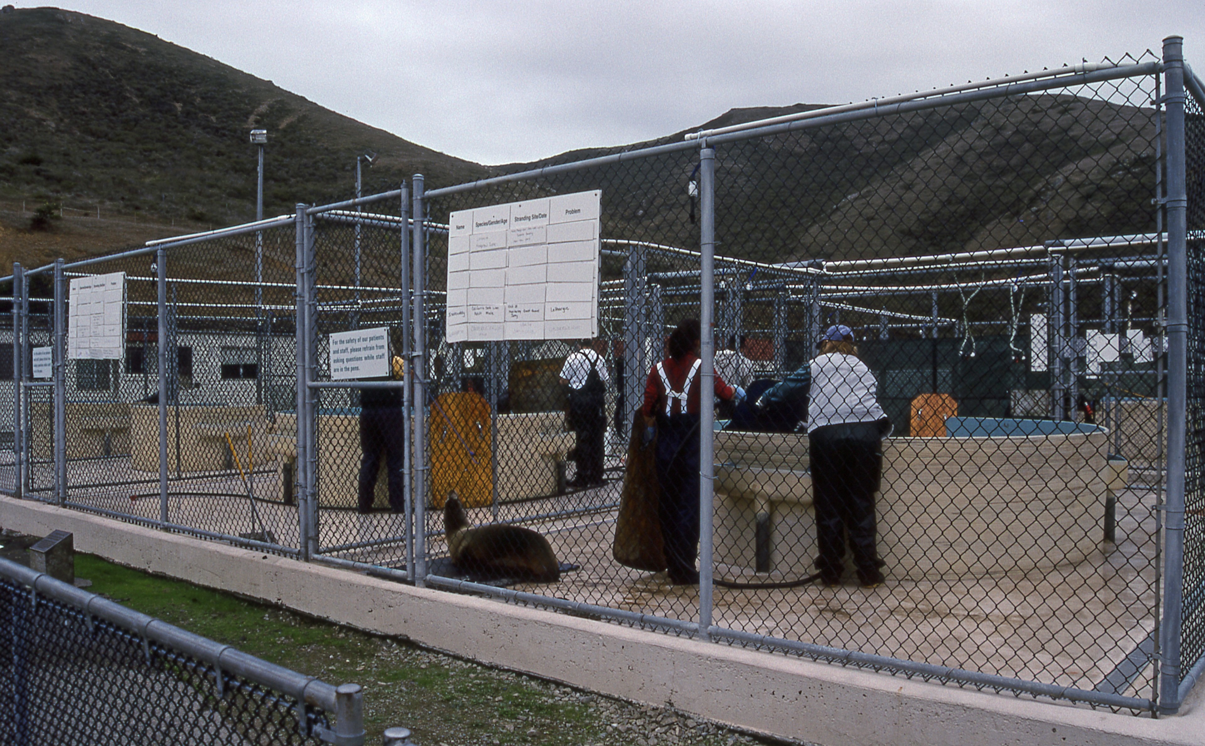 marine mammal center in marin county 4k, HD Wallpaper
