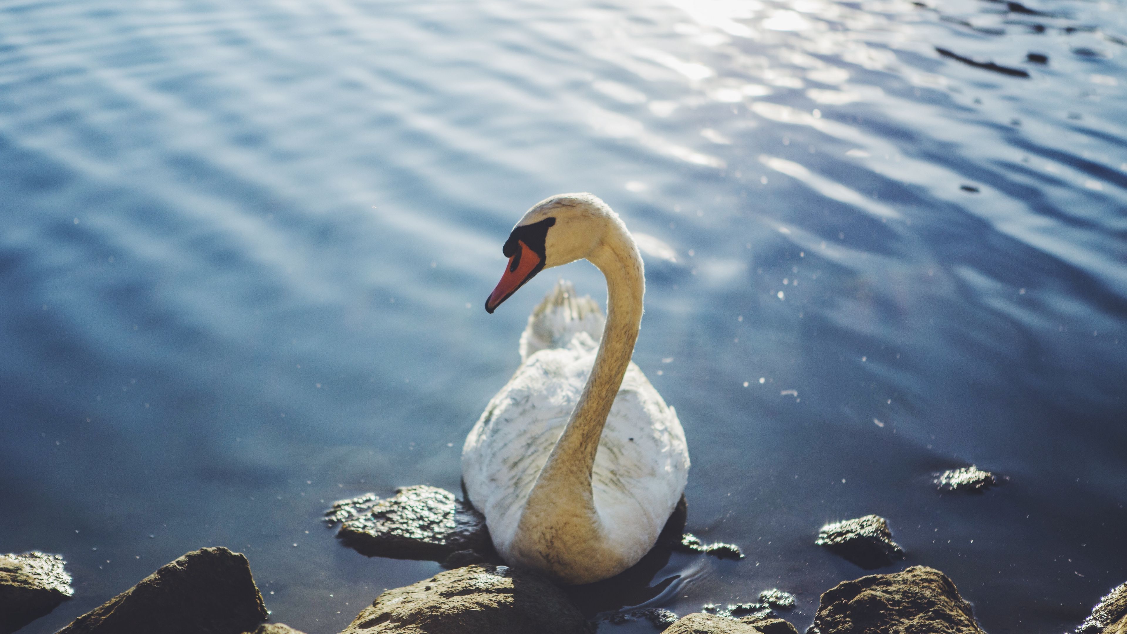swan, bird, water, 4k, HD Wallpaper