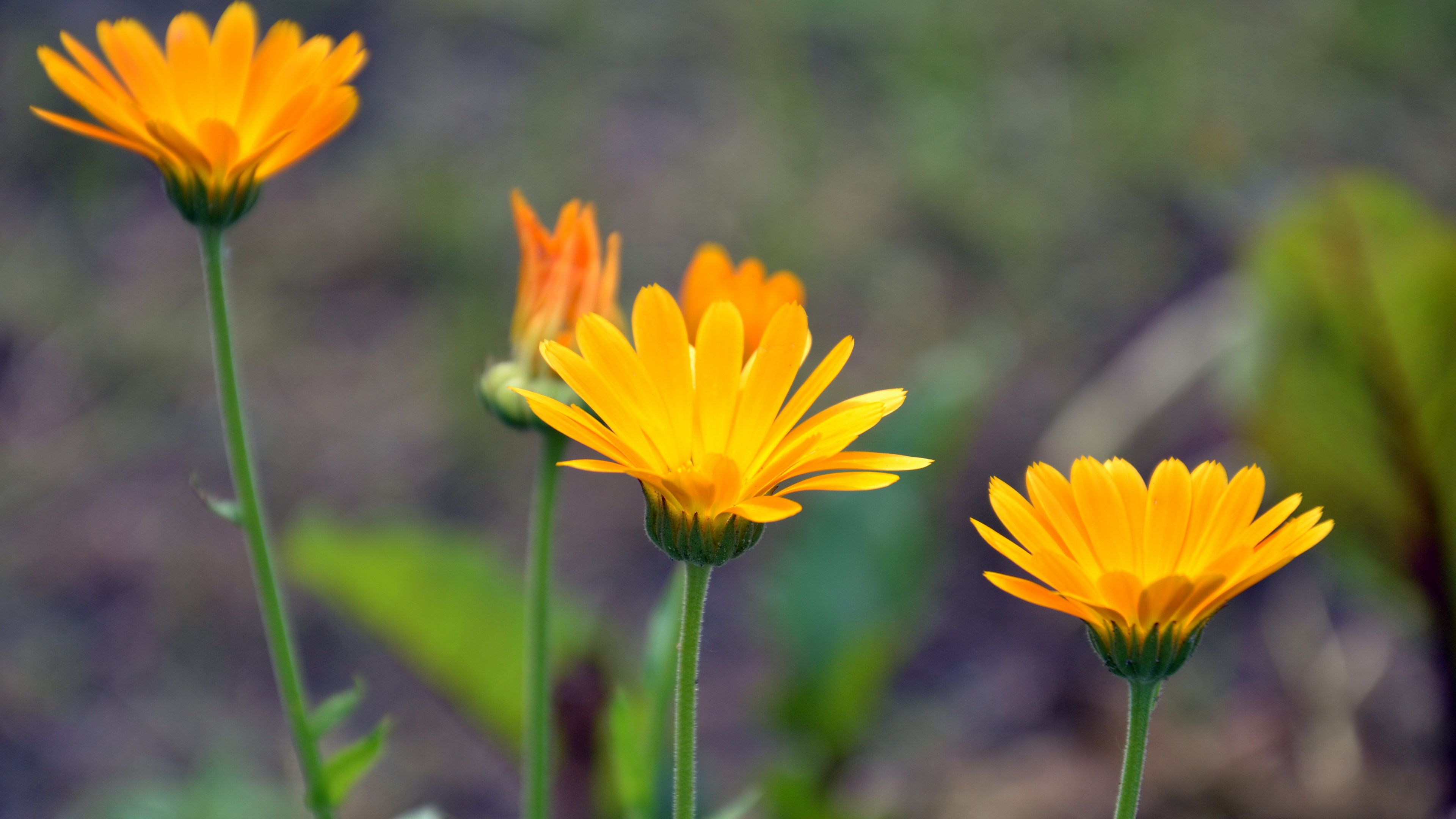 calendula, flowers, blur, close-up, 4k, HD Wallpaper