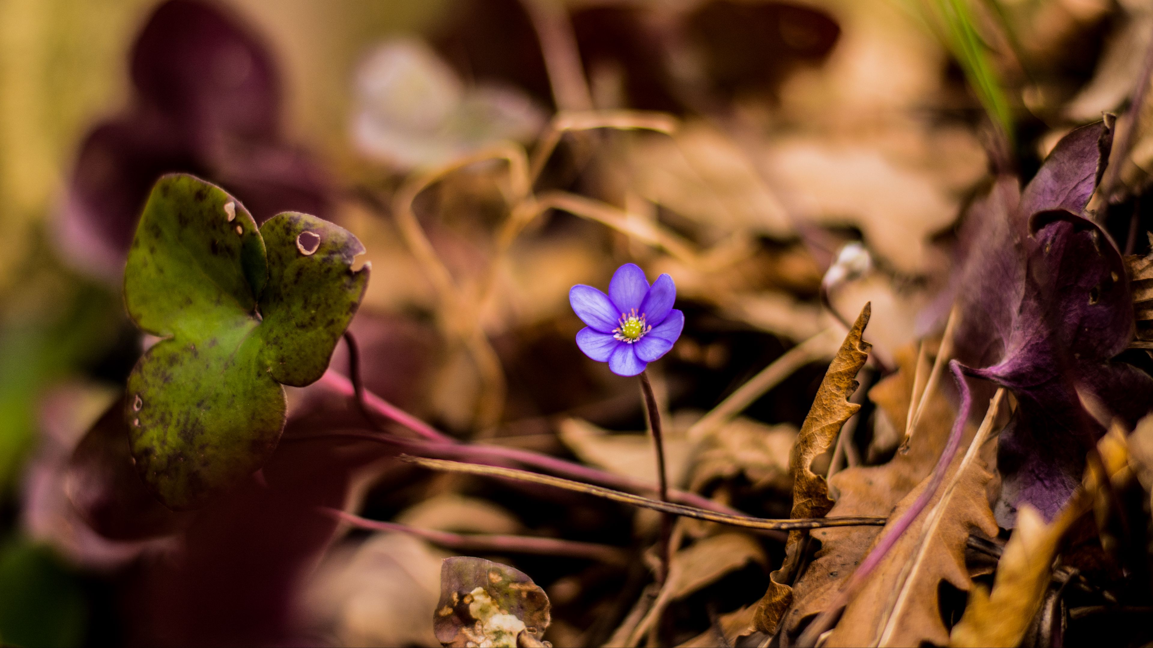 flower, petals, lonely, 4k, HD Wallpaper