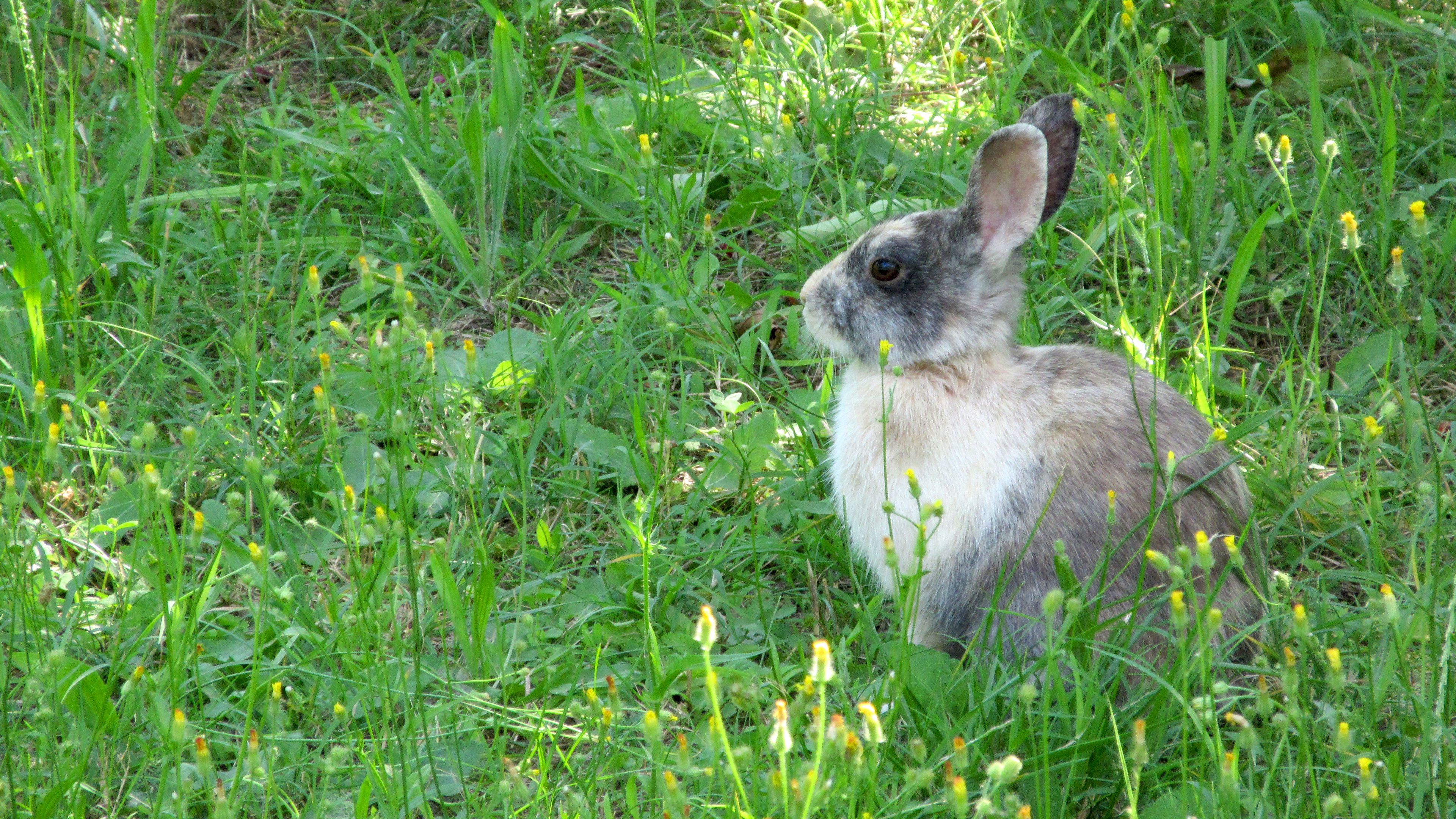 rabbit, hare, grass, sit, 4k, HD Wallpaper