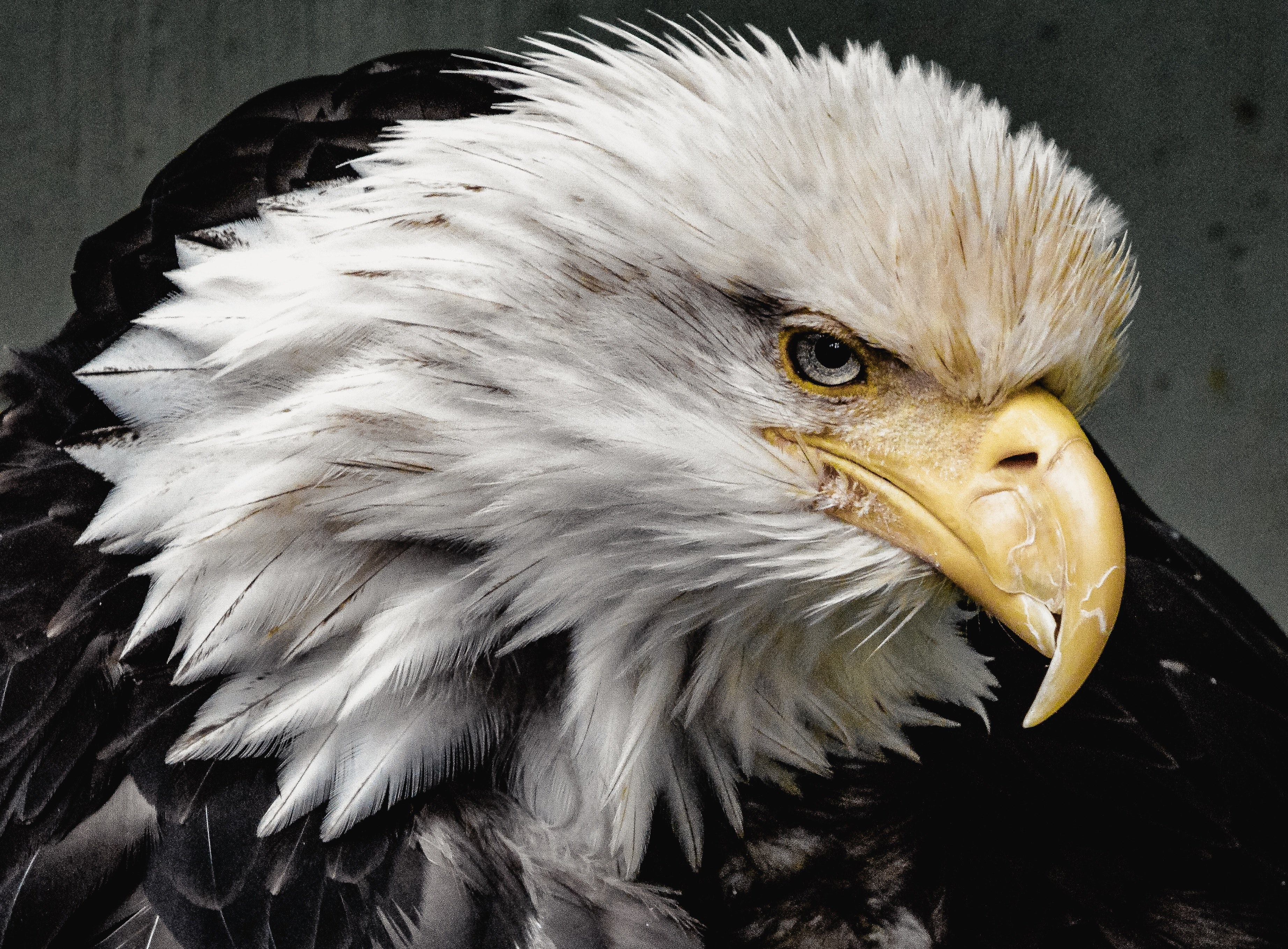 an eagle with white feathered head turning to one side, born to fly 4k, HD Wallpaper