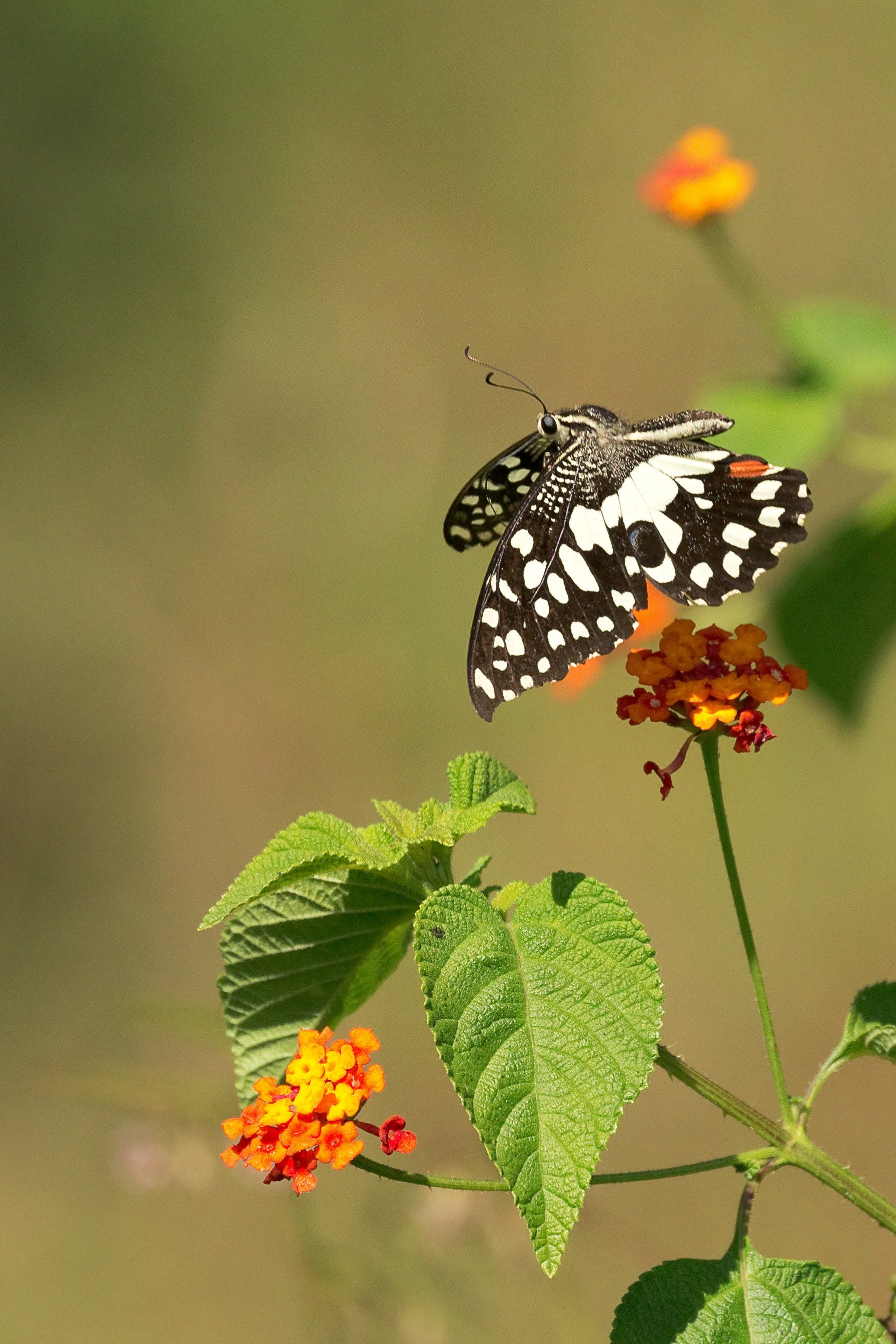 lime butterfly 4k, Phone HD Wallpaper