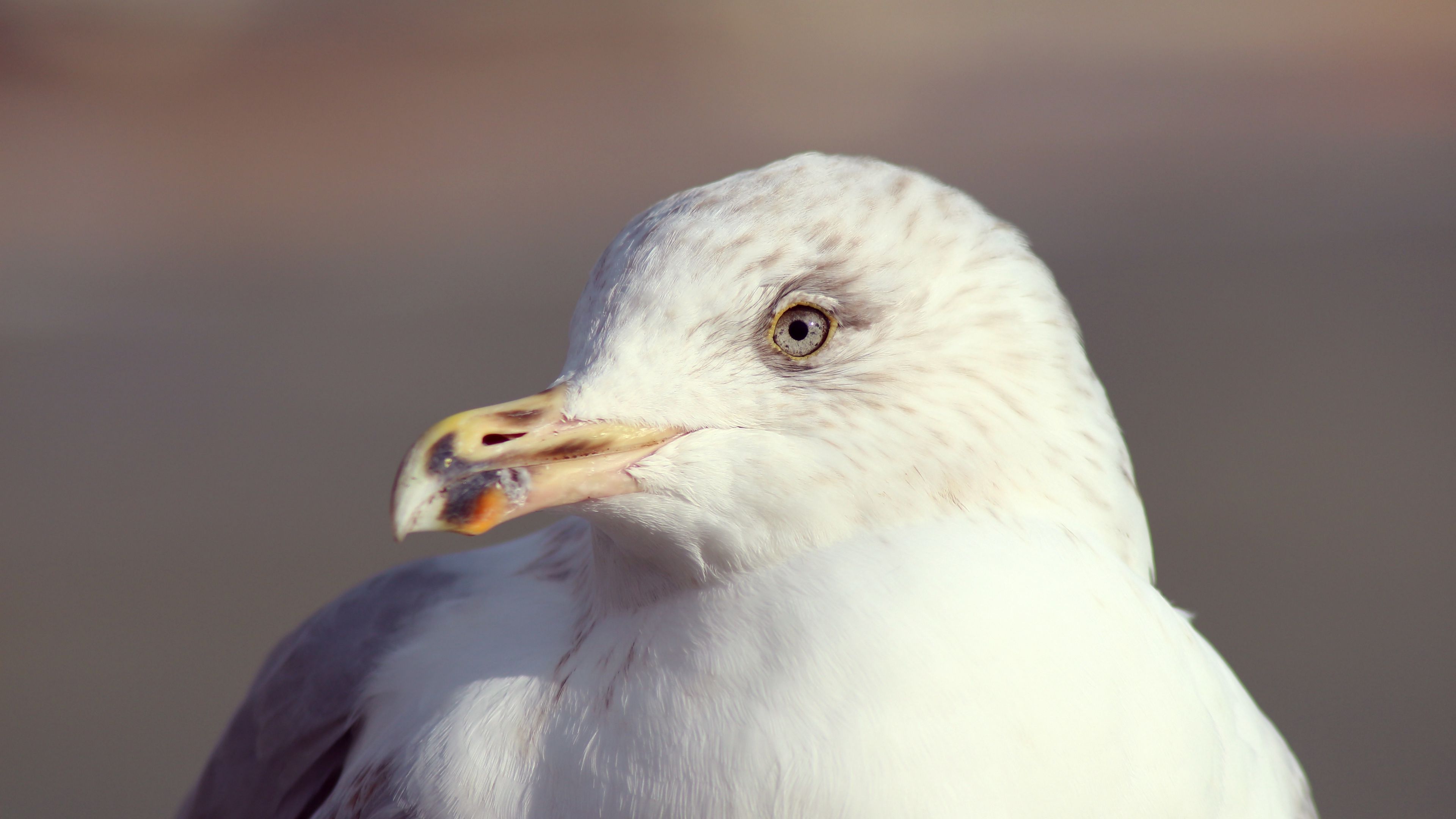 seagull, bird, beak, 4k, HD Wallpaper
