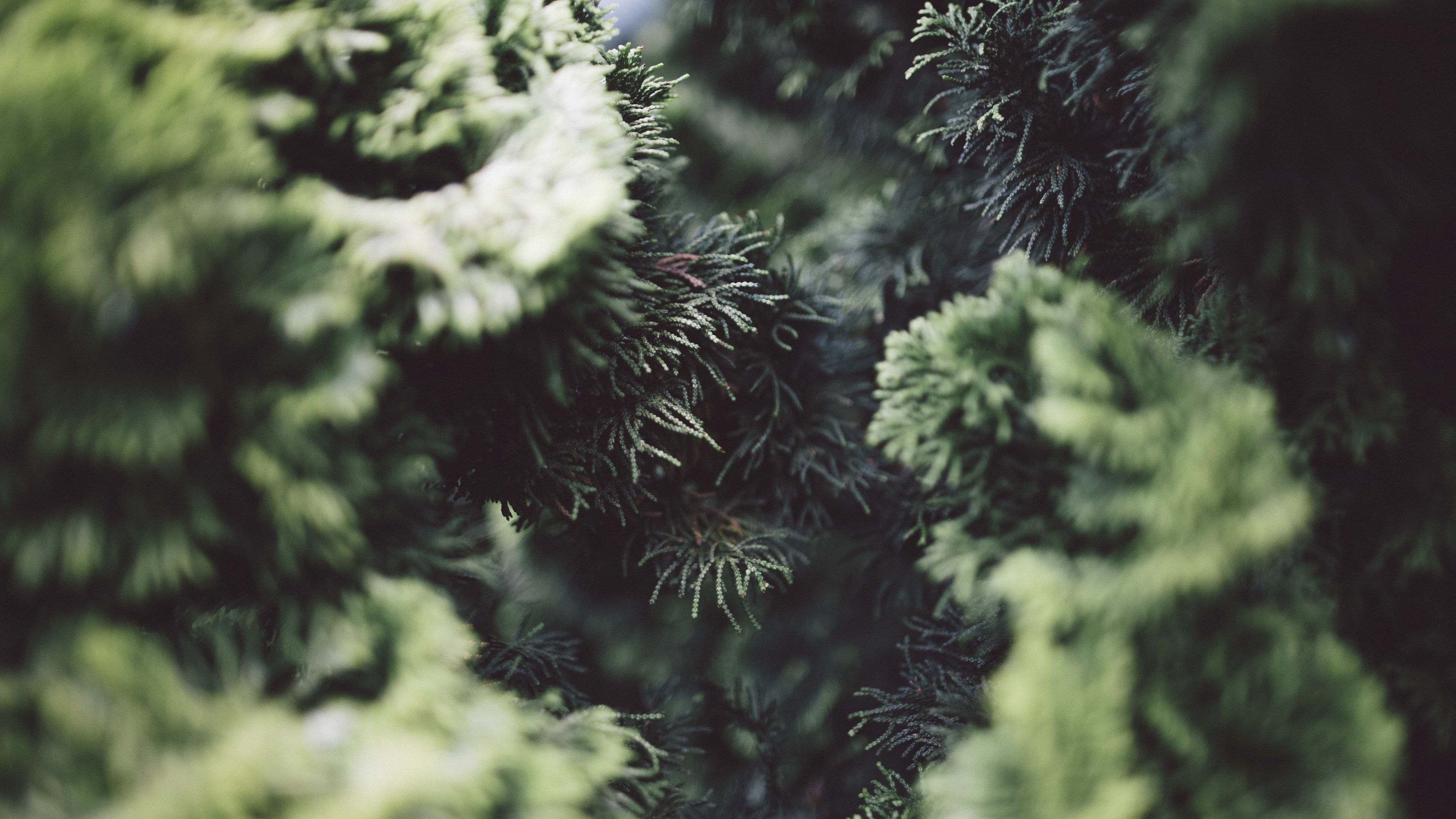 bush, pine needles, branches, close-up, 4k, HD Wallpaper
