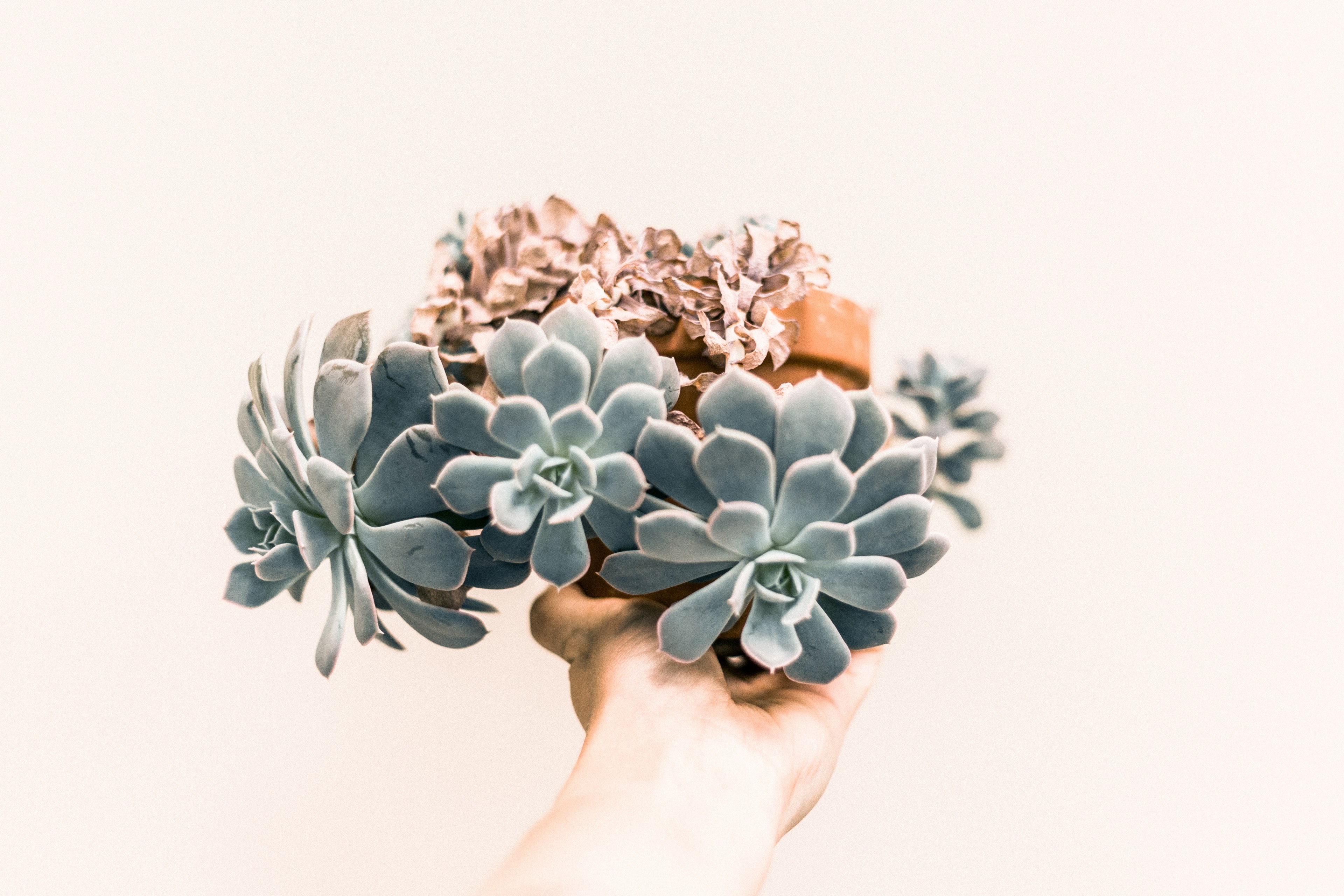 a persons outstretched hand holding a flowerpot with succulents, holding a succulent flowerpot 4k, HD Wallpaper
