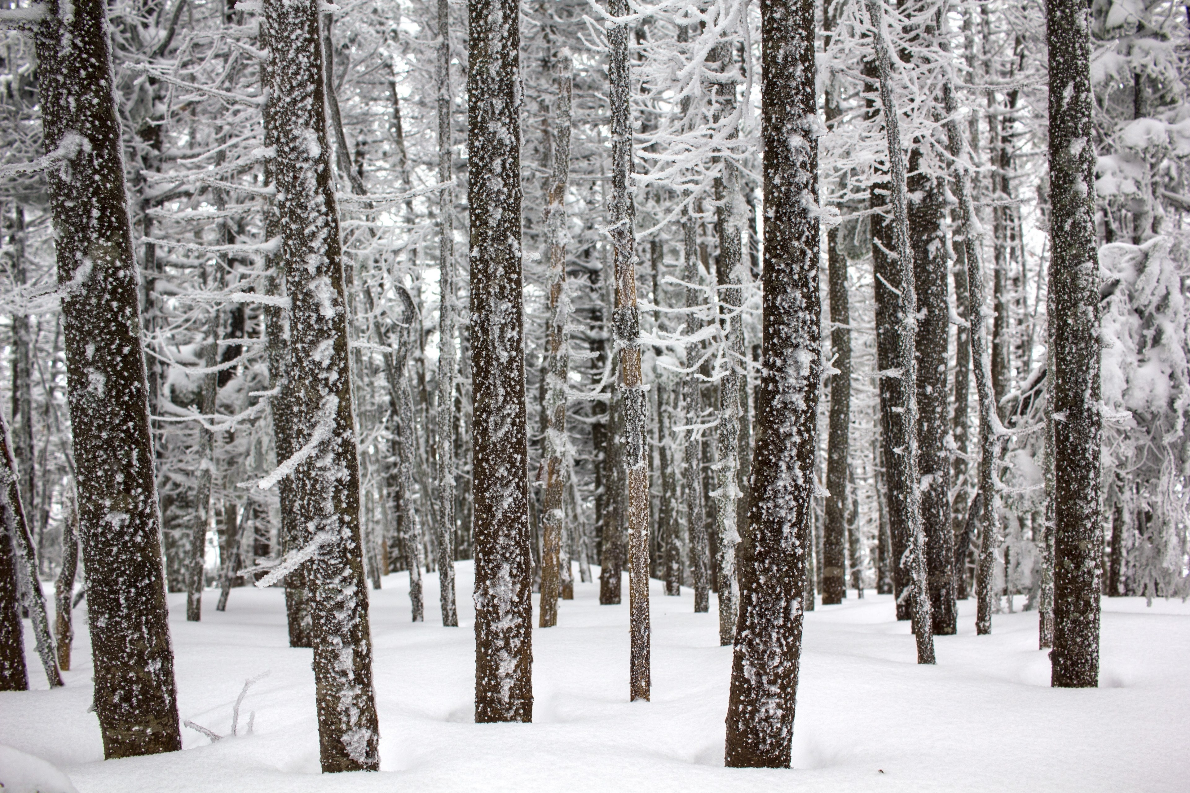 tree forest snow and woodland 4k, HD Wallpaper