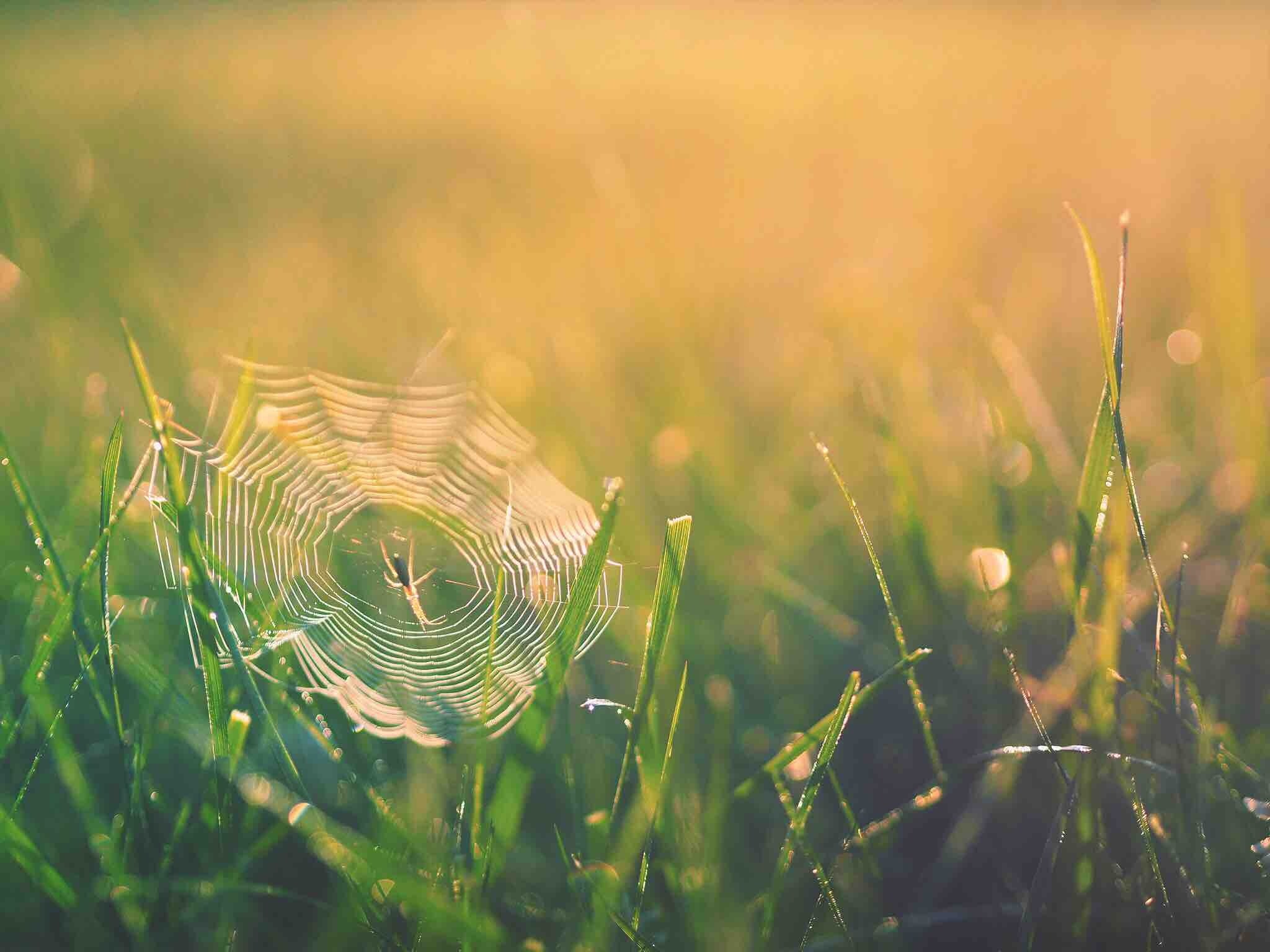 spider web spider web and sunset 4k, HD Wallpaper
