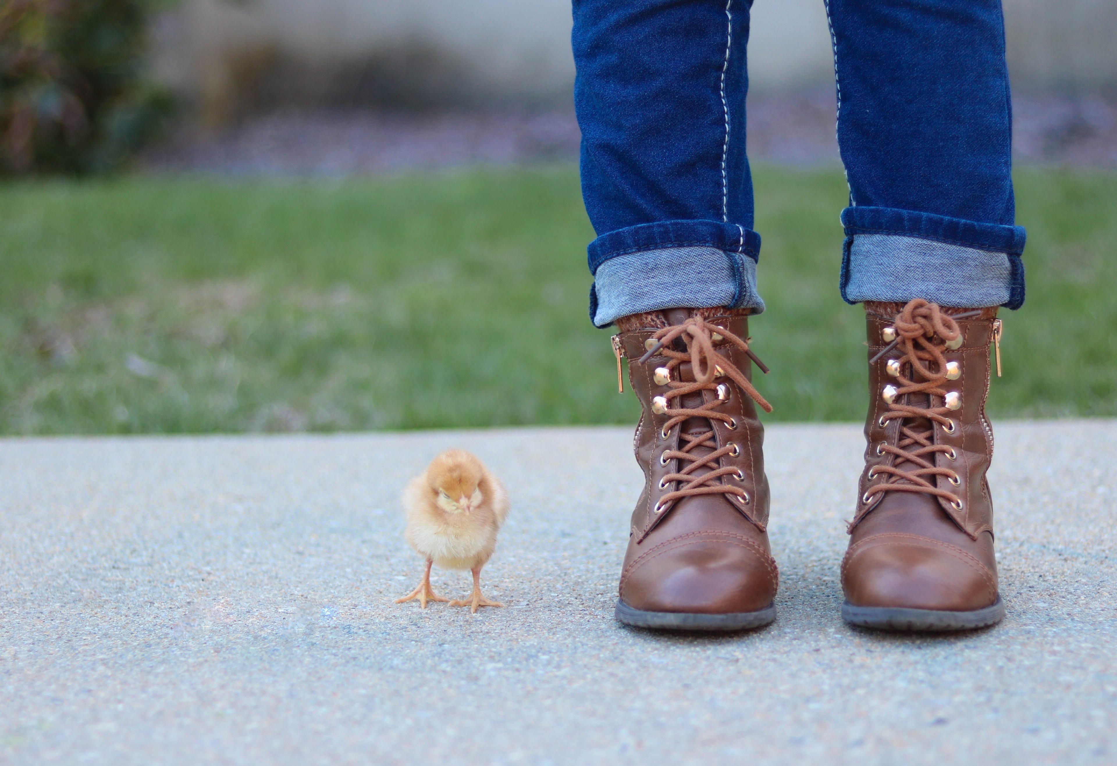 cute baby chick stands next to a person in brown boots, a girl and her chick 4k, HD Wallpaper