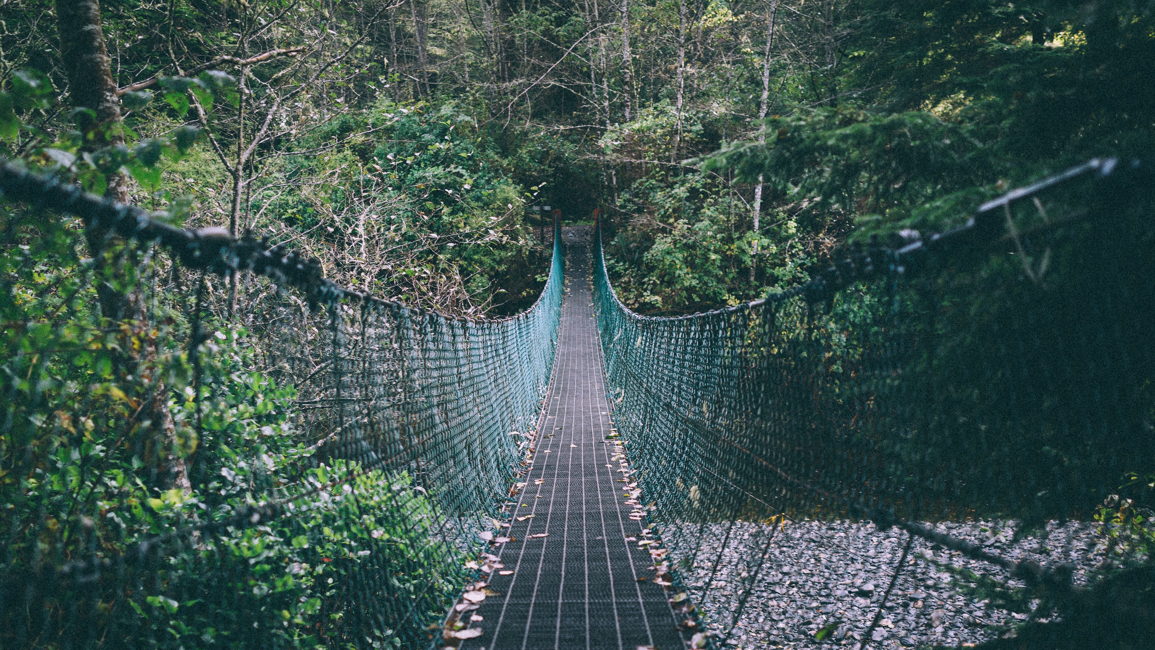 suspension bridge, rope, trees, forest, 4k, HD Wallpaper