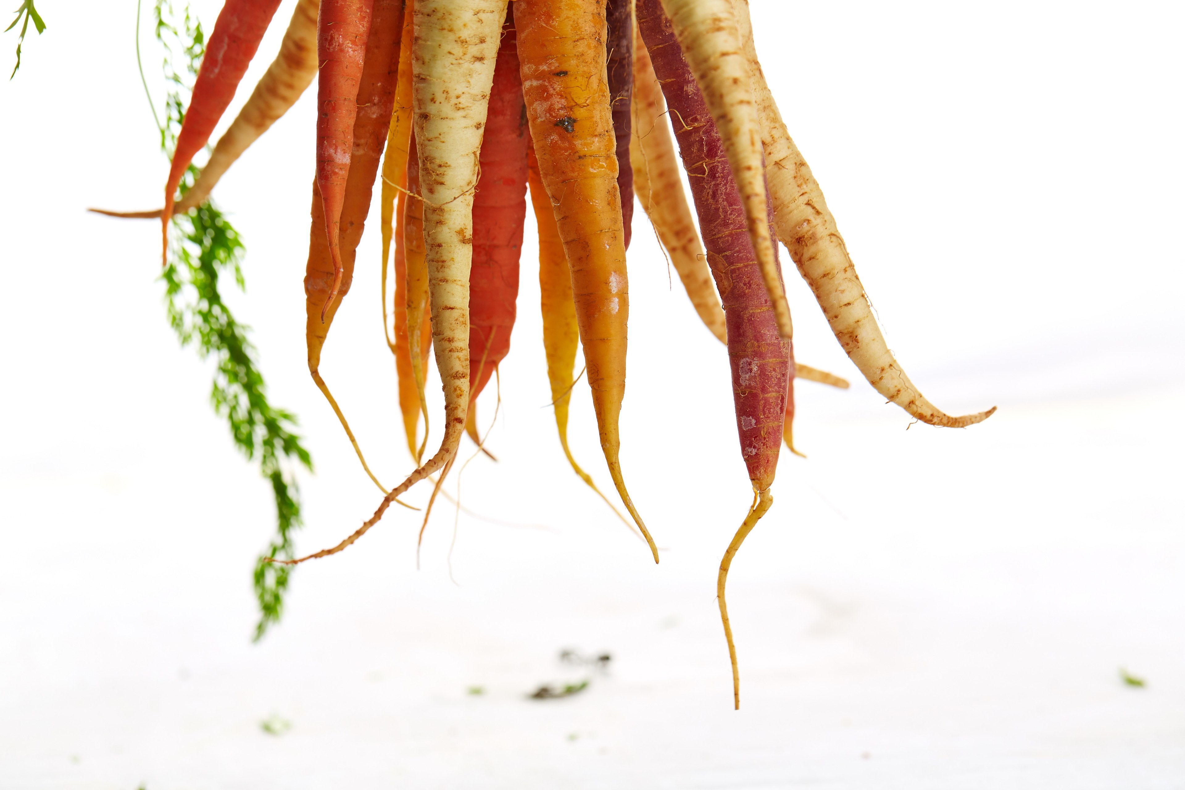 carrots in houston, houston carrots 4k, HD Wallpaper
