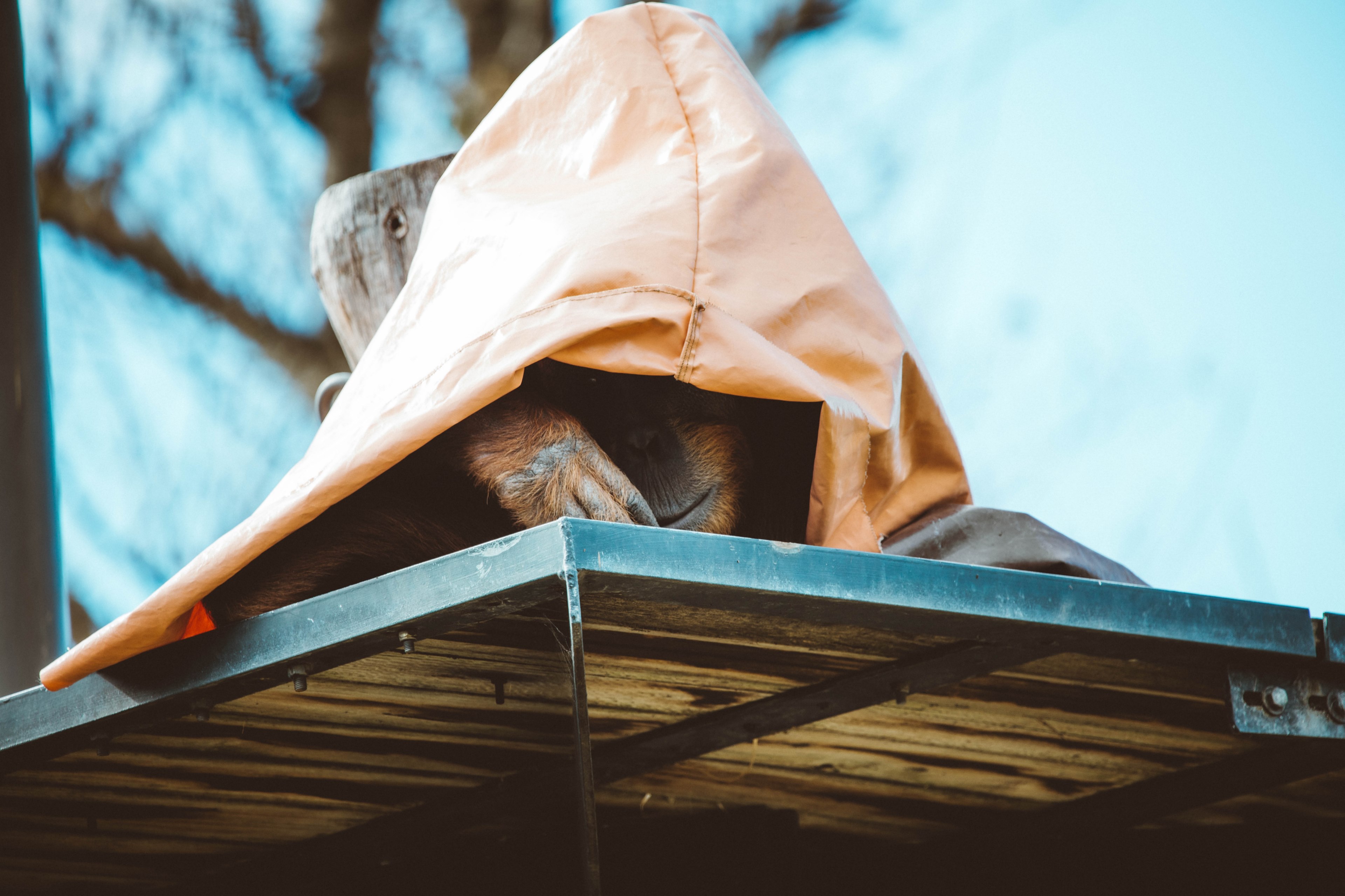 hide and seek_ 4k, HD Wallpaper