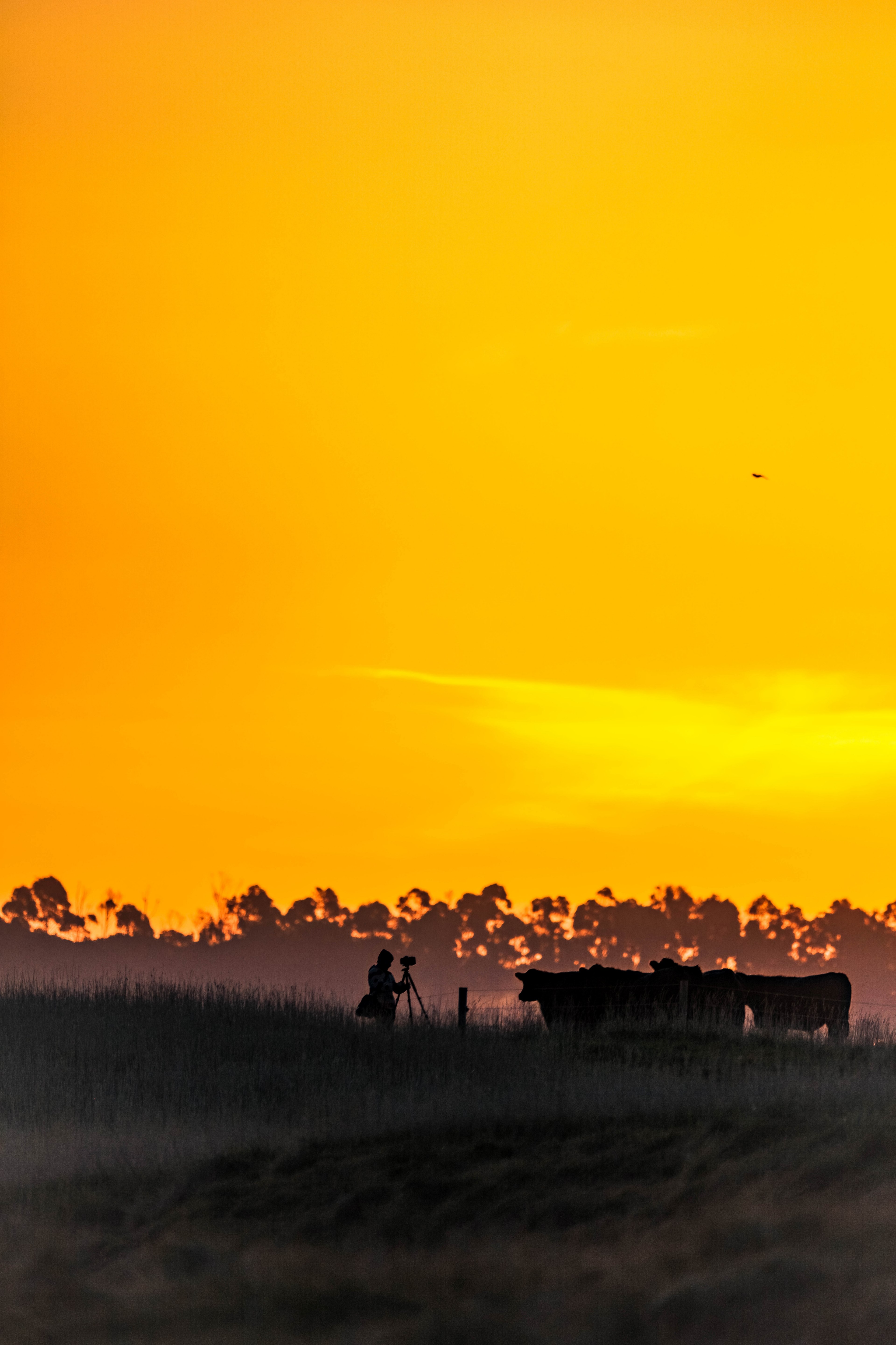 cow photoshoot_ 4k, Phone HD Wallpaper